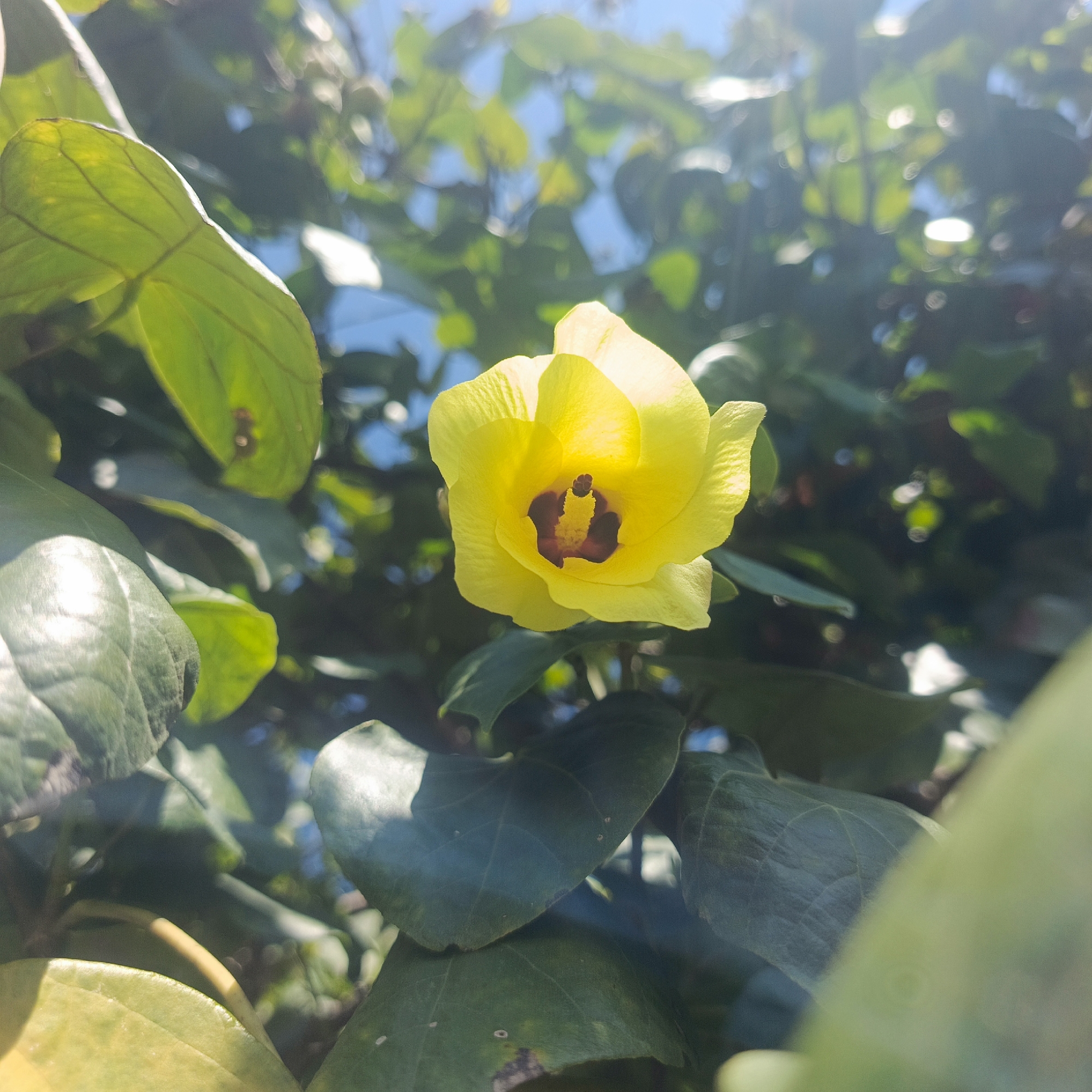 A bright yellow flower with a dark red center is in full bloom, surrounded by lush green leaves. The flower's petals are delicate and slightly unfurled, revealing its intricate reproductive parts. Sunlight filters through the leaves, creating a soft, dappled effect and highlighting the vibrant colors of the scene. The background is a blur of green foliage and a hint of blue sky, suggesting an outdoor setting in a natural environment. The image appears to have been taken in Geulanggangbaro, Indonesia, where such tropical flora is abundant.