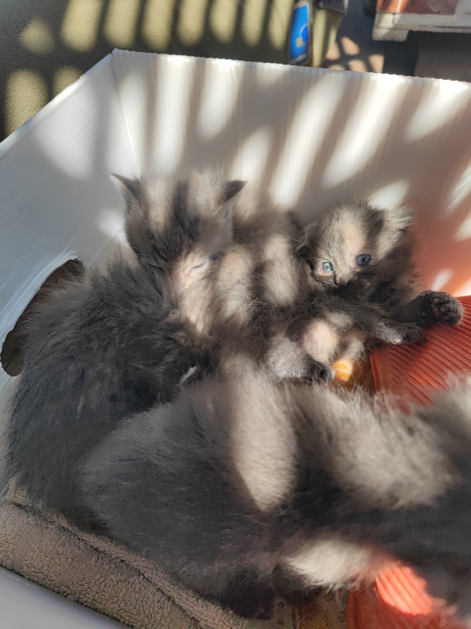 Three gray kittens are nestled together in a white container. One kitten is asleep, while another is awake with blue eyes. There is an orange hot water bottle or similar object in the container. The bottom of the container is lined with a towel. The image is taken in bright sunlight, casting shadows across the scene. The location is likely Sennoy, Russia, but this cannot be confirmed.