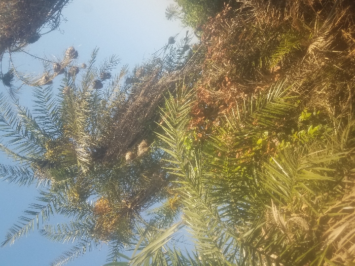 Palm trees dominate the frame, their fronds displaying vibrant green hues interspersed with dry, brown foliage. Clusters of dates hang amongst the leaves, some appearing ripe and golden. The branches extend towards a clear, light blue sky, partially obscured by the dense foliage. The composition focuses on the canopy, creating a natural, upward perspective.