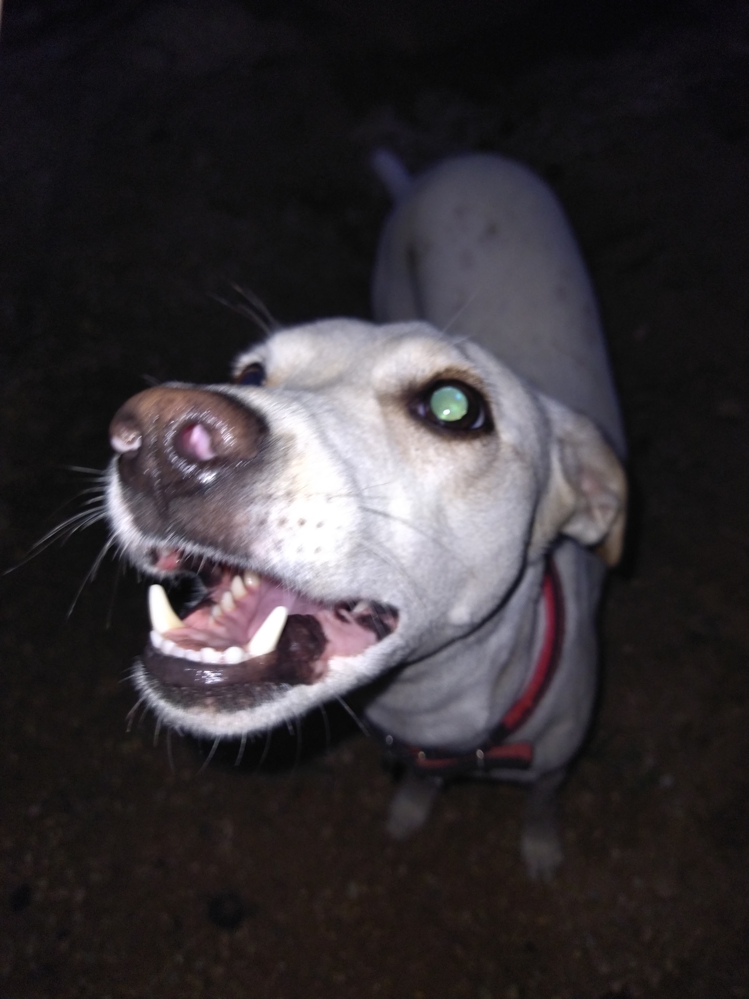 A close-up, high-angle shot shows a light-colored dog with its mouth open, revealing its teeth and tongue. The dog wears a red collar. One of its eyes reflects a green light. The background is dark and indistinct, appearing to be a ground surface. The location is Tinaquillo, Venezuela.