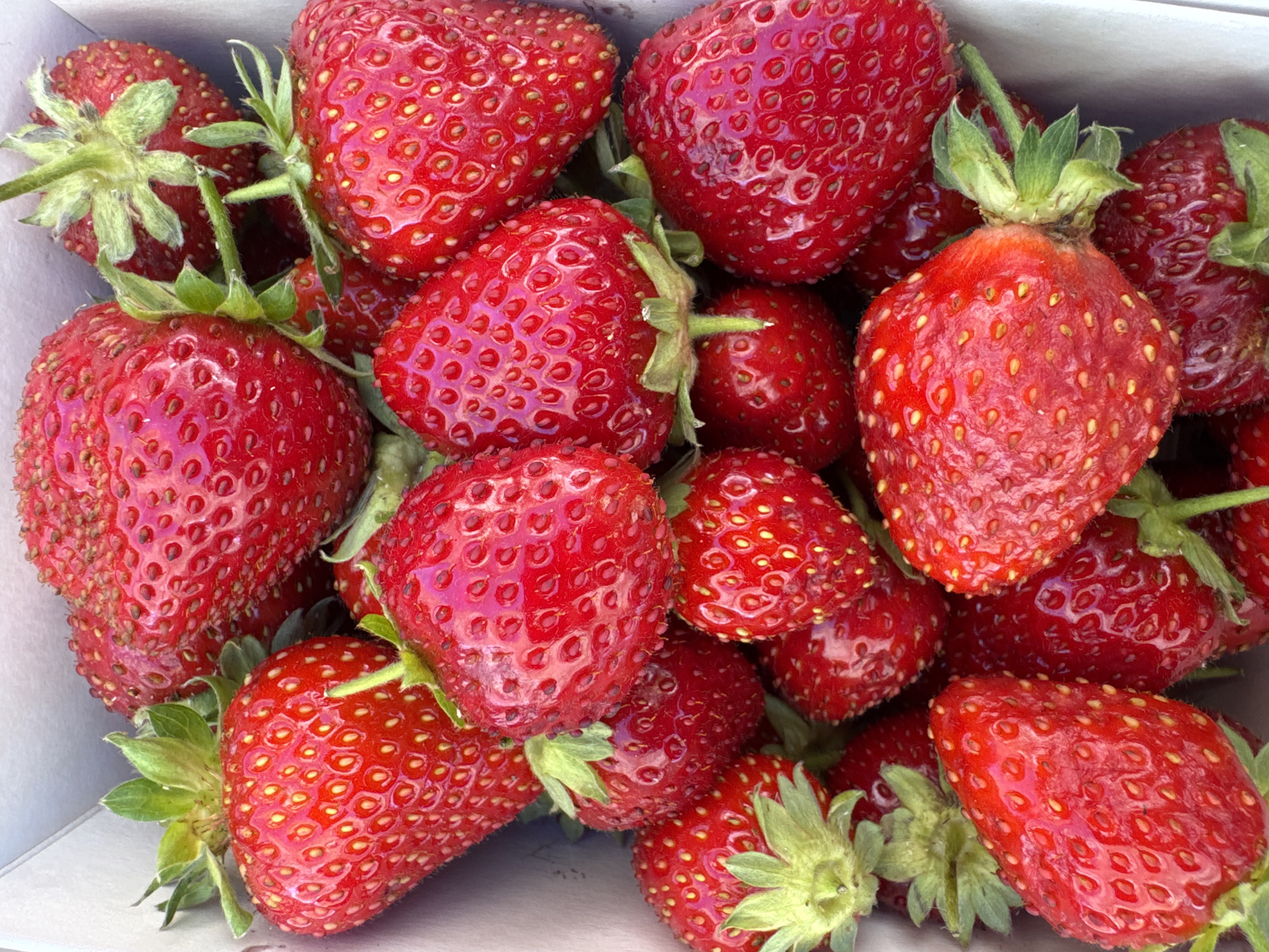 The image displays a close-up, overhead view of a white cardboard box filled with fresh, ripe strawberries. The strawberries are a vibrant red, with their characteristic seeds visible on the surface. Some have green stems and leaves attached. The arrangement of the strawberries is natural and varied, with some overlapping. The lighting suggests an outdoor, natural setting. There are no people or animals in the image, and no specific landmarks that would indicate a location within Lucerne, Switzerland.