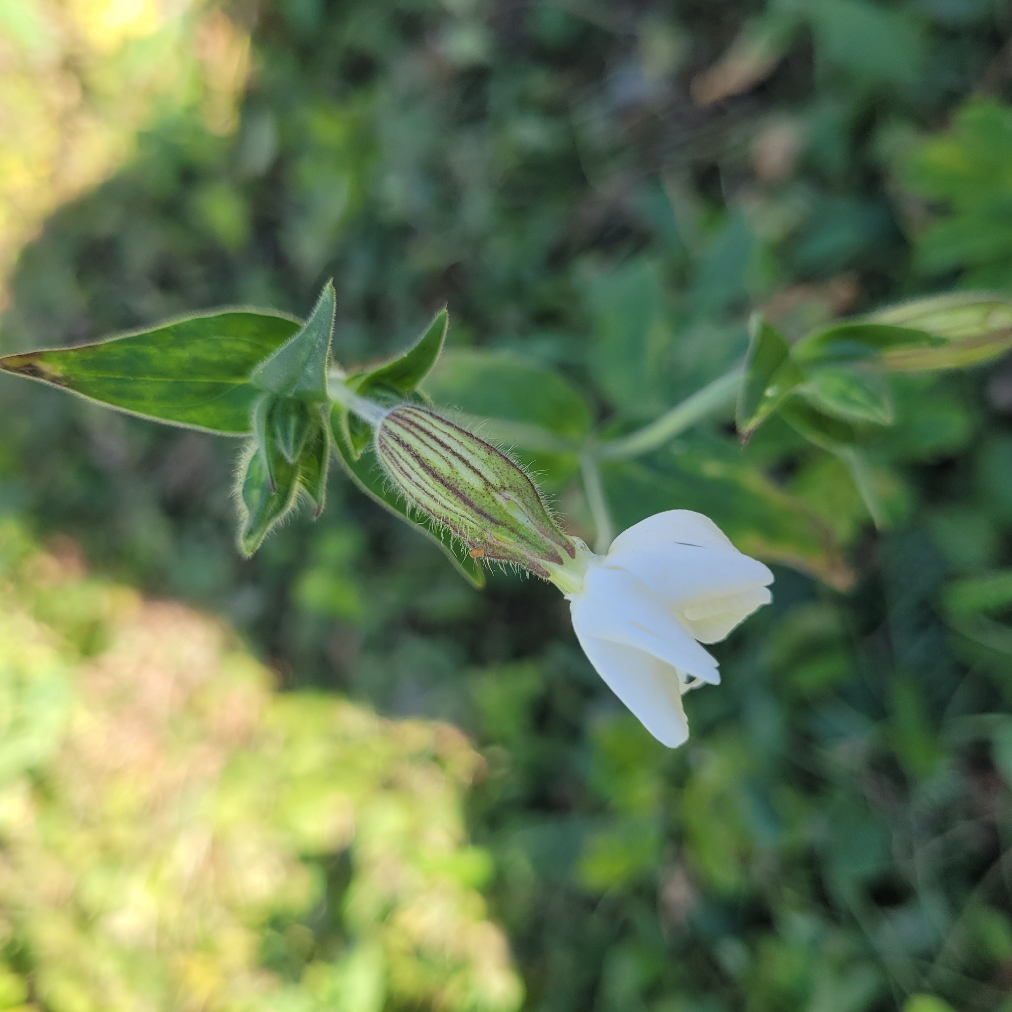 A close-up, low-angle outdoor shot shows a white flower and its bud against a blurred background of green foliage. The flower is partially open, revealing delicate white petals. The bud, enclosed in ribbed green sepals covered in fine hairs, is still closed, with a hint of purple veining. A thin stem supports the flower and bud, with green leaves visible on the stem. The background is a soft blur of greens and yellows, suggesting a natural, sunlit environment. The image's focal point is the flower and bud, with the background providing context and depth.