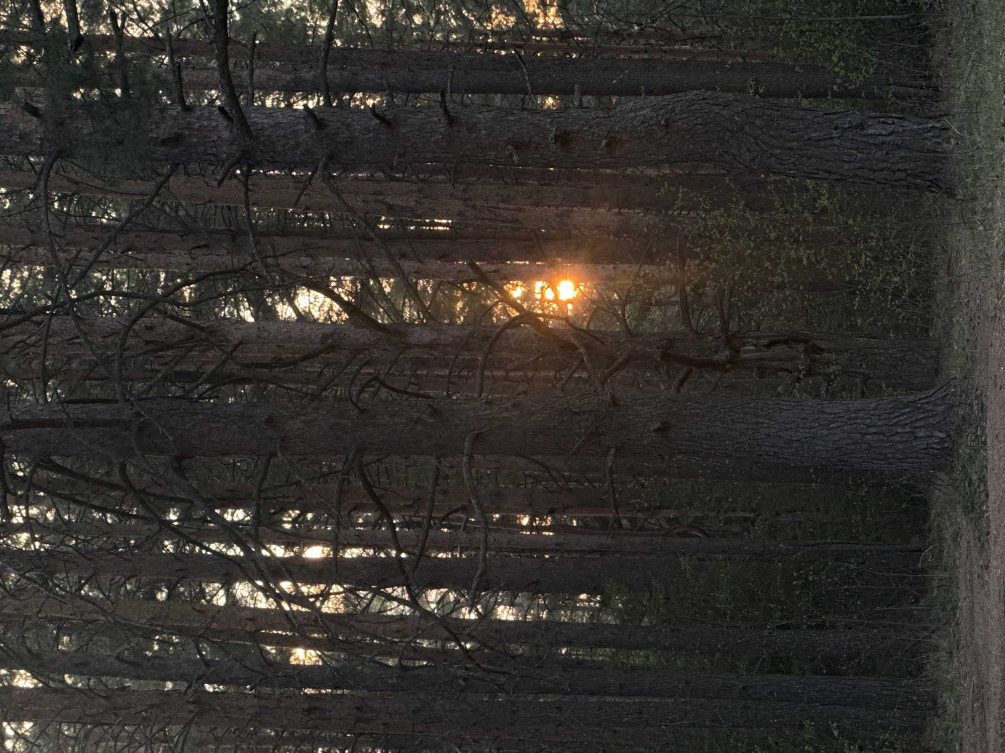 The image shows a dense forest in Прикамский, Russia. The focus is on the tall, thin tree trunks, dark in color, tightly packed together. Sunlight filters through the trees, creating bright spots between the trunks and branches. The forest floor is not clearly visible. There are no people or animals visible in the image. The scene appears still and quiet.
