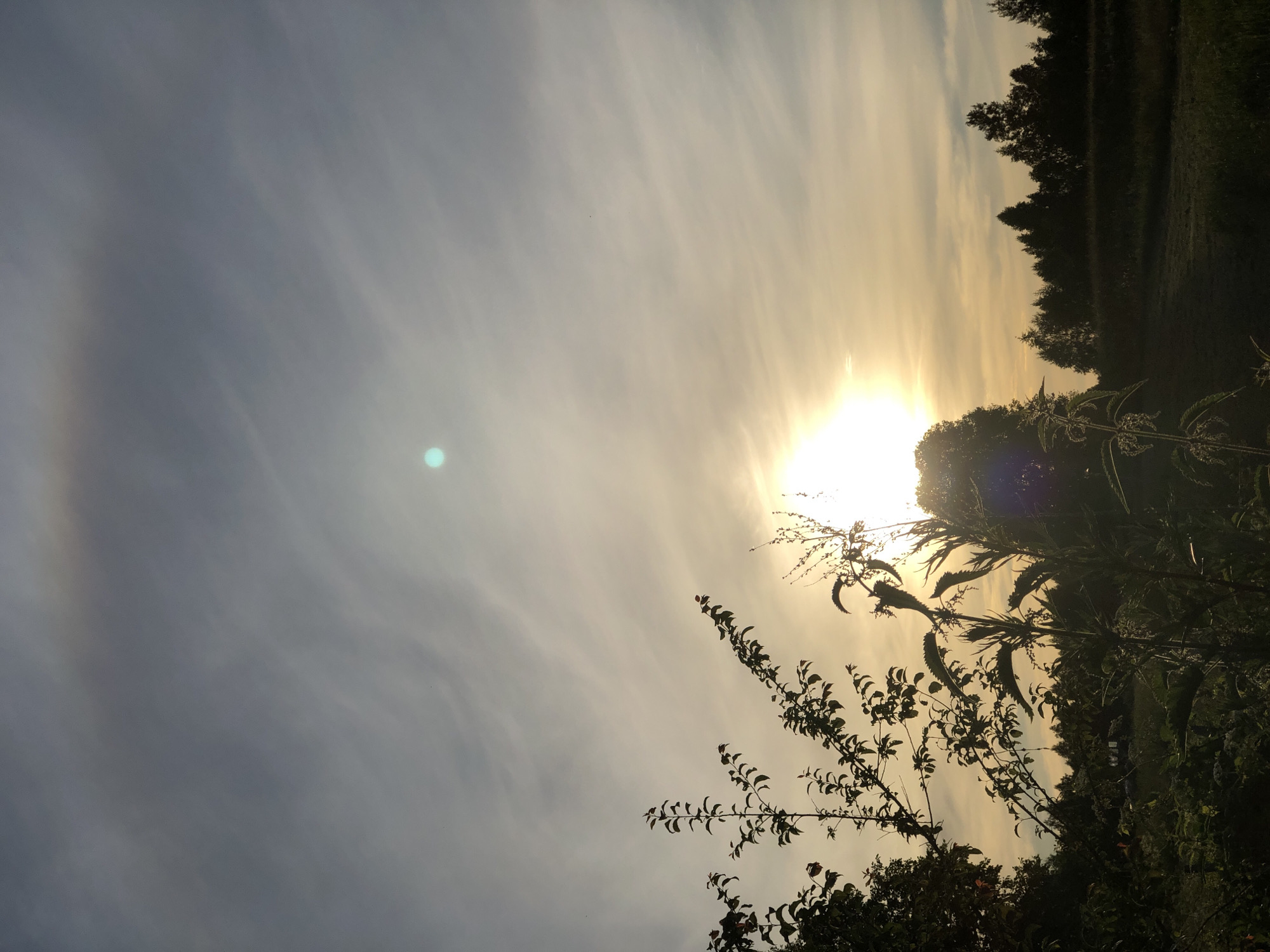 The image shows a sunset over a rural landscape, likely in or near Zhukovo, Russia, given the context. The sun is low on the horizon, casting a warm, golden light across the sky. The sky is filled with soft, wispy clouds, creating a beautiful diffusion of light. In the foreground, silhouetted against the bright sky, are the dark shapes of trees and plants, including what appears to be a large nettle plant. The foliage creates a sense of depth and frames the sun. In the distance, a line of trees forms a dark silhouette against the fading light. The overall impression is one of peace and natural beauty. There are no people or man-made objects clearly visible in the scene.