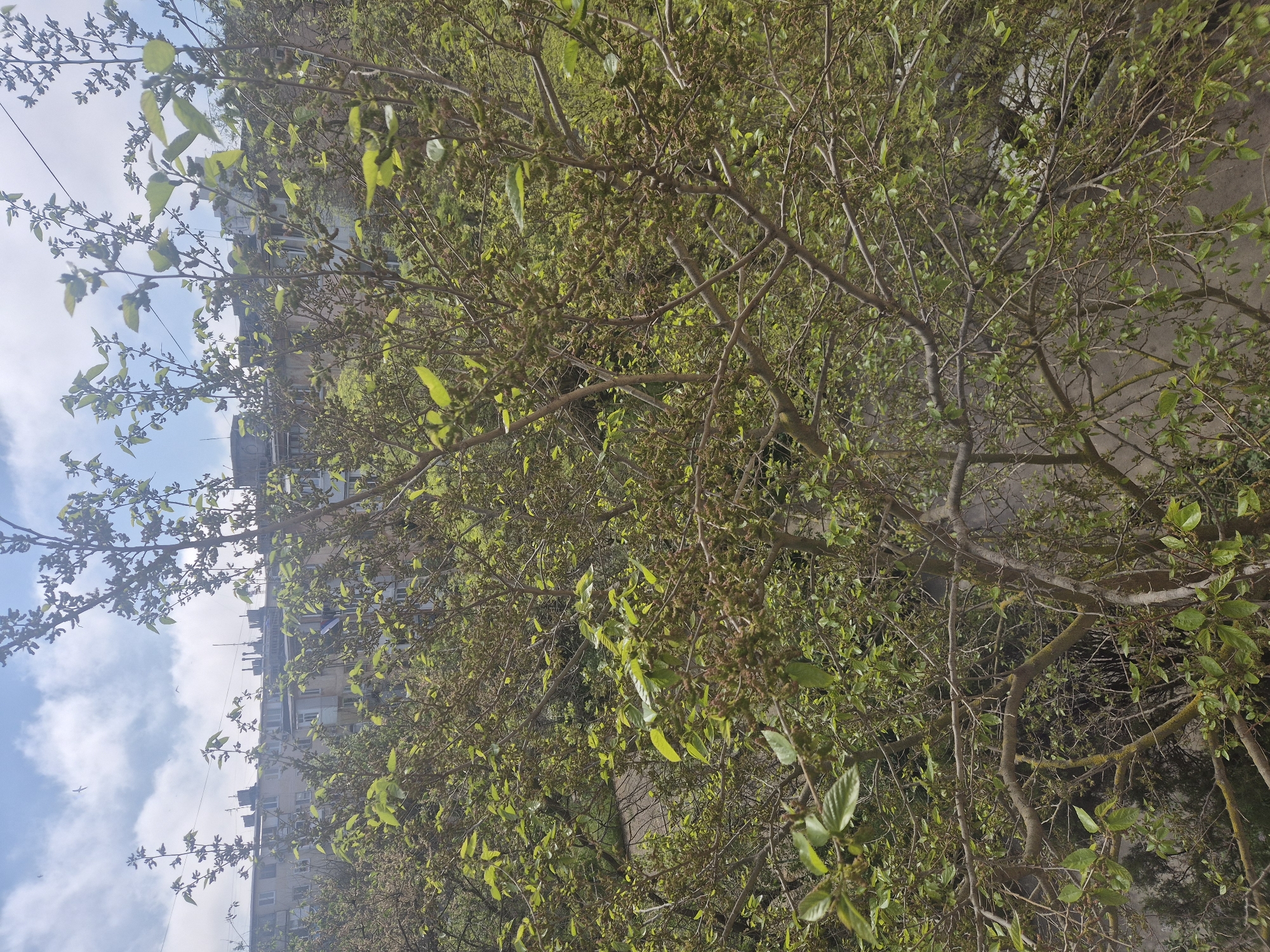 The image shows a tree in early spring, with new green leaves emerging. The branches are mostly bare, with some moss growing on them. In the background, an apartment building can be seen under a blue sky with white clouds. The location is implied to be in Yevpatoriya, Ukraine, but the specific details that confirm this location cannot be identified from this image. There are no people visible in the image. The scene is a typical urban landscape with nature and architecture.