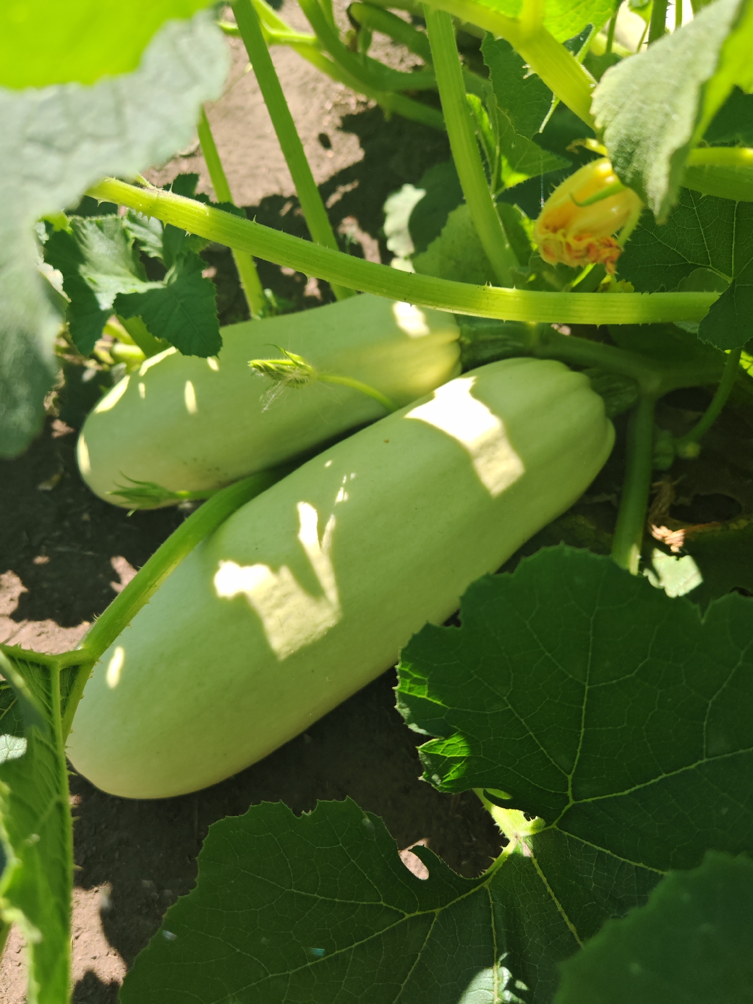 In Chernakovo, Russia, a close-up shot captures two light green zucchinis growing on a plant. The zucchinis are elongated with smooth skins, one positioned slightly behind the other. The plant features large, textured green leaves, some of which are illuminated by sunlight, casting shadows on the ground. A small yellow flower is visible, partially obscured by foliage. The environment suggests a garden setting with dark soil.