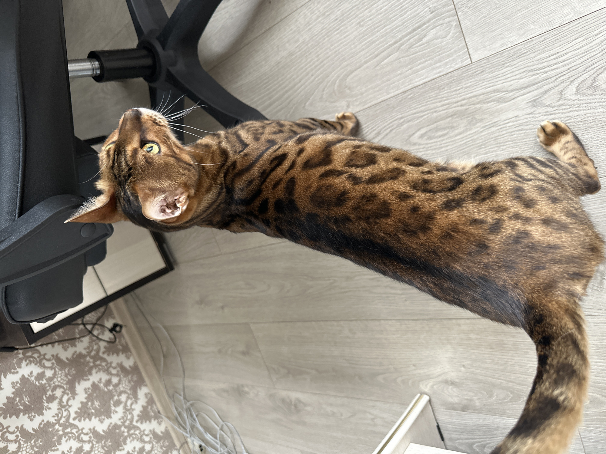A Bengal cat stands on a light-colored wooden floor, its body angled to the right and its head turned up and to the right, looking towards a black office chair. The cat has distinctive spotted fur with brown and black markings. The background includes a wall with patterned wallpaper and a tangle of white wires on the floor. To the left, the edge of a white piece of furniture is visible. The scene is indoors, suggesting a residential or office setting. The specific location of Energetik, Russia is not determinable from the image.
