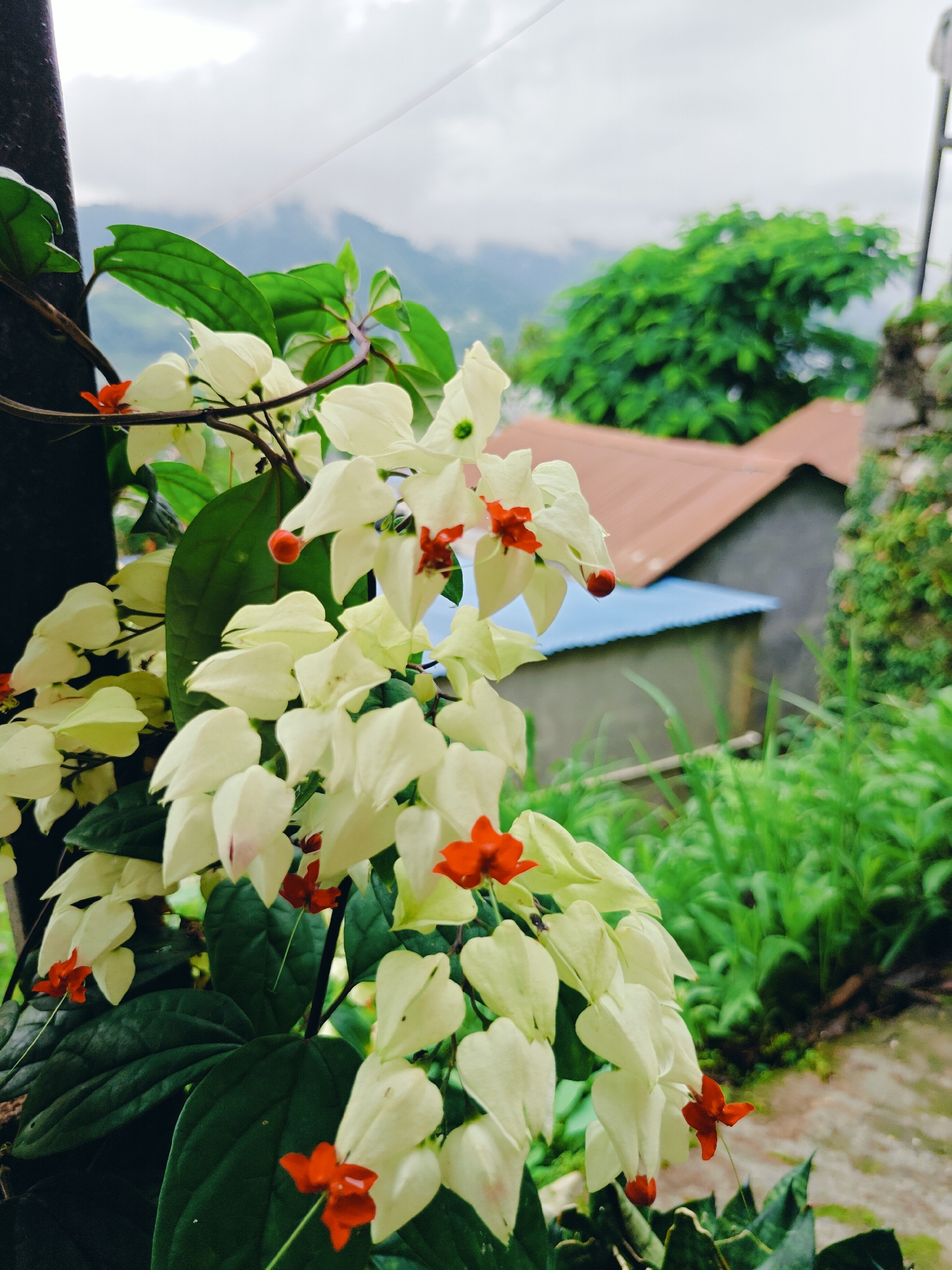 A cluster of bleeding-heart vines (Clerodendrum thomsoniae) with white bracts and red calyces is in the foreground. The vines are attached to a dark, vertical post on the left side of the image. Behind the flowers, a blurred background shows several buildings with corrugated metal roofs, lush green vegetation, and a misty mountain range in the distance. The sky is overcast. The scene appears to be in an outdoor setting, possibly a residential area, in Pokhara, Nepal. No people or animals are visible in the image.