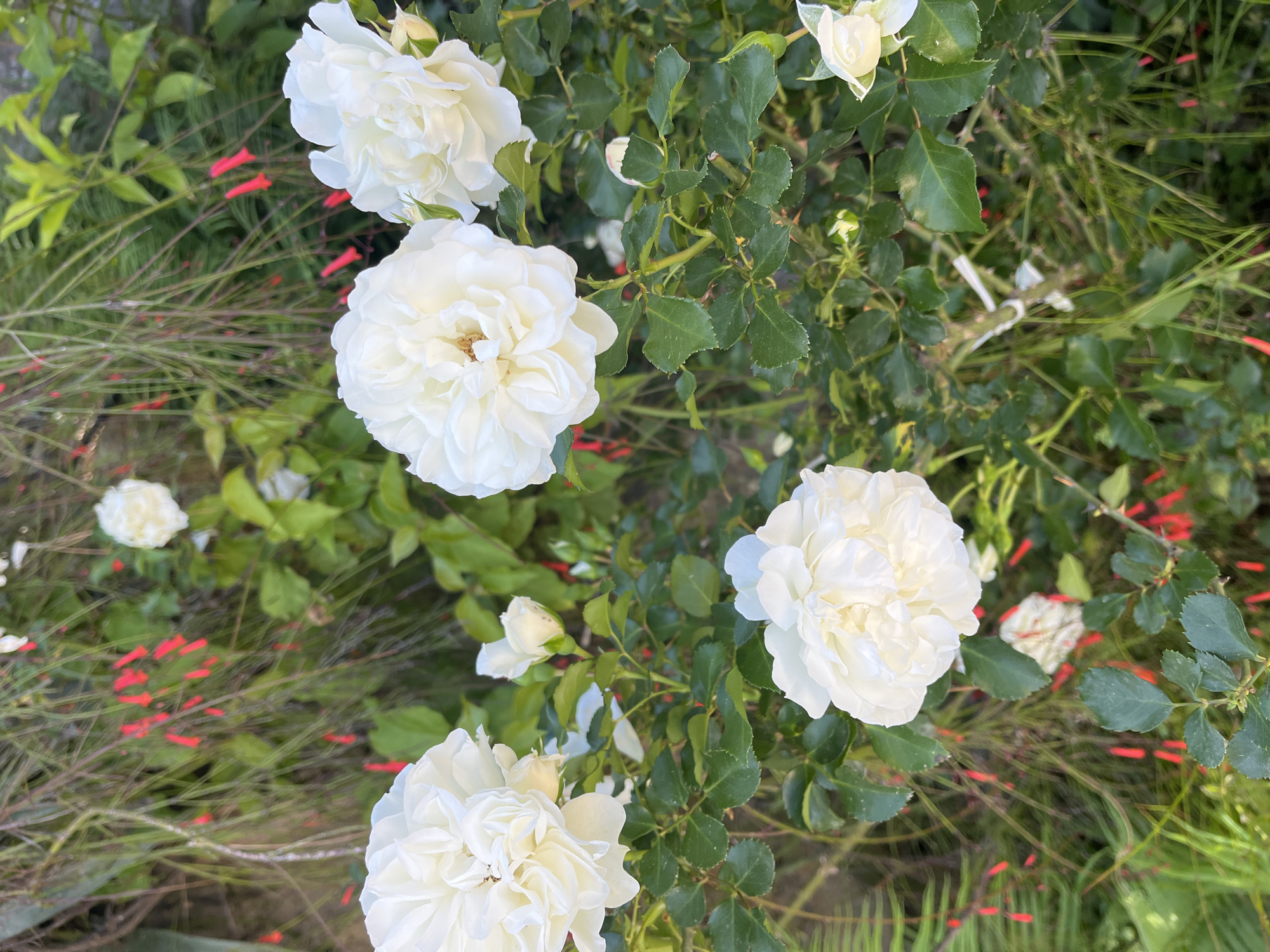 The image shows a close-up of white roses in a garden. The roses are in various stages of bloom, some fully open and others in bud. The leaves of the rose bushes are green and healthy. Red flowers are growing among the rose bushes. The location is likely a garden in Alanya, Turkey.