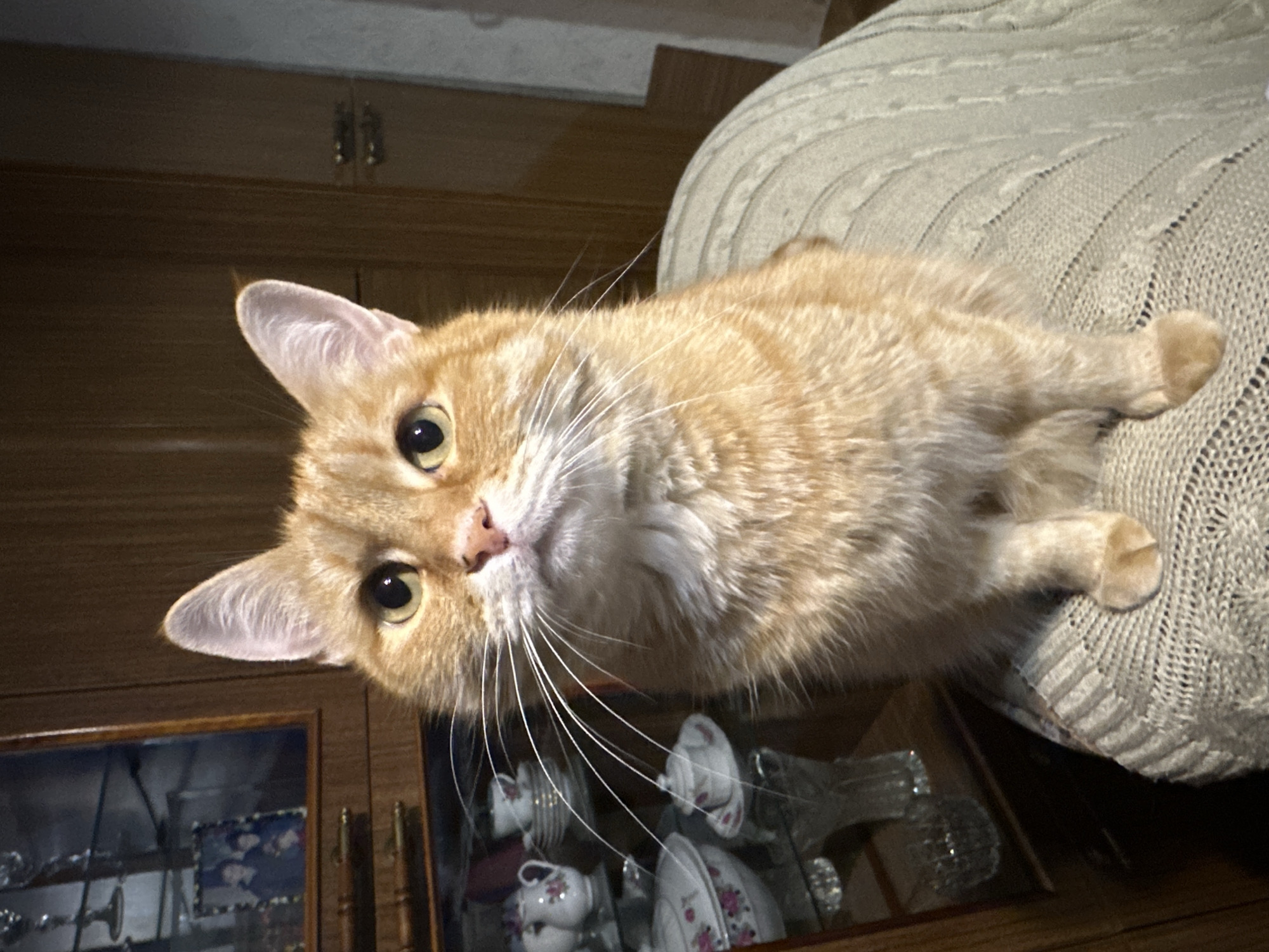 A close-up photograph depicts an orange tabby cat reclining on a light beige knitted blanket. The cat is oriented diagonally, its head angled downwards and towards the left. The cat's eyes are open, and its whiskers are prominent. Below the cat, and appearing in the background, is a wooden cabinet with a glass door, containing what appear to be delicate china teacups and saucers. No people are visible in the frame. The location of the photograph is not discernible from the provided image and therefore cannot be identified as Perm, Russia.