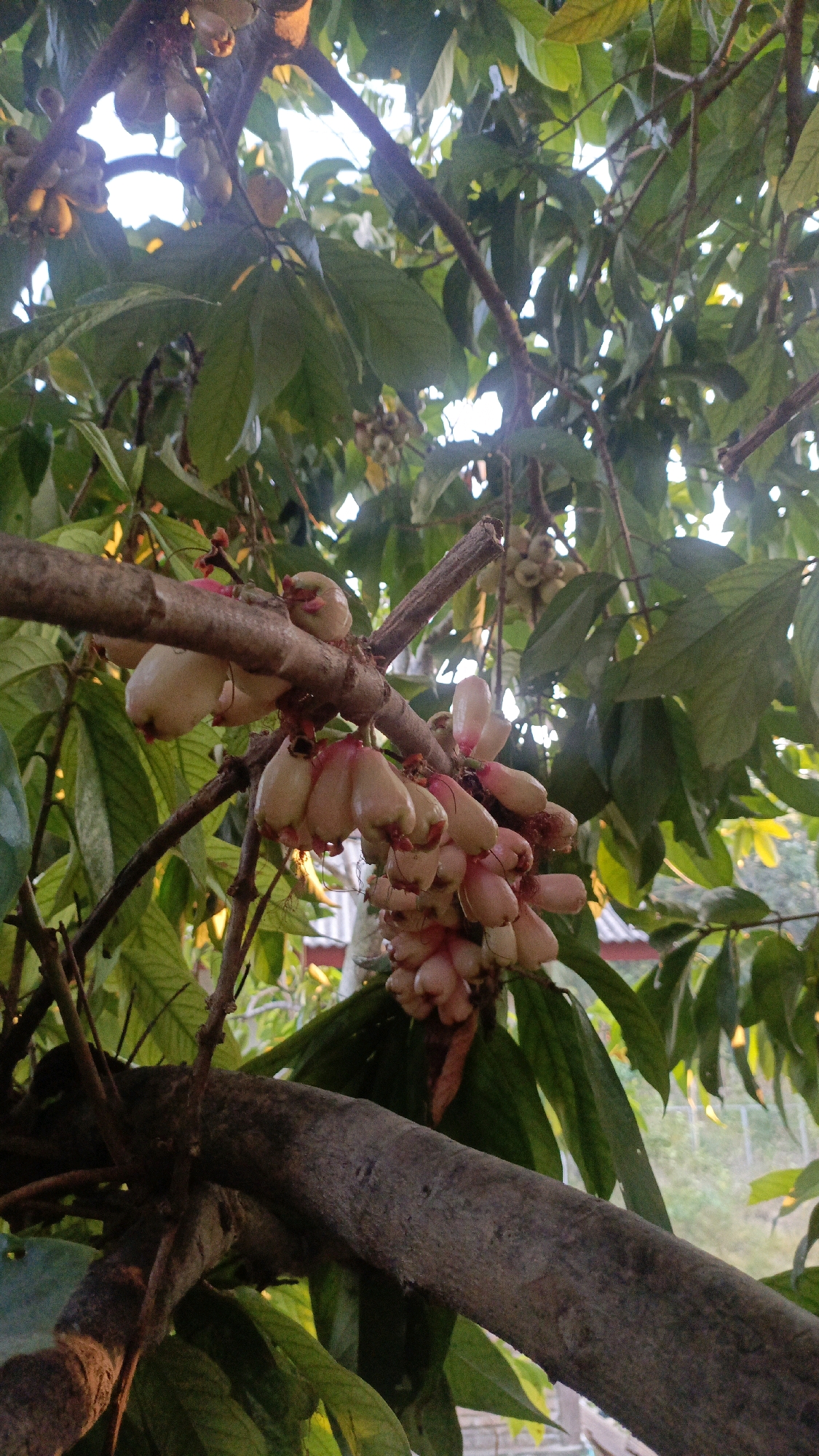 The image depicts a close-up view of a tree branch laden with pinkish-white rose apples, commonly known as "jambu air" in Indonesia. The fruits are clustered together, hanging downwards. Large green leaves surround the branches and fruits. The background shows a bright sky and hints of foliage, suggesting an outdoor setting in a tropical environment. A portion of a rustic roof structure, possibly a building or dwelling, is visible in the lower right quadrant of the image, indicating a semi-rural or residential area. The overall impression is of a natural scene with ripe fruit on a tree, likely captured in Taliwang, Indonesia, given the context of the fruit's commonality in the region.