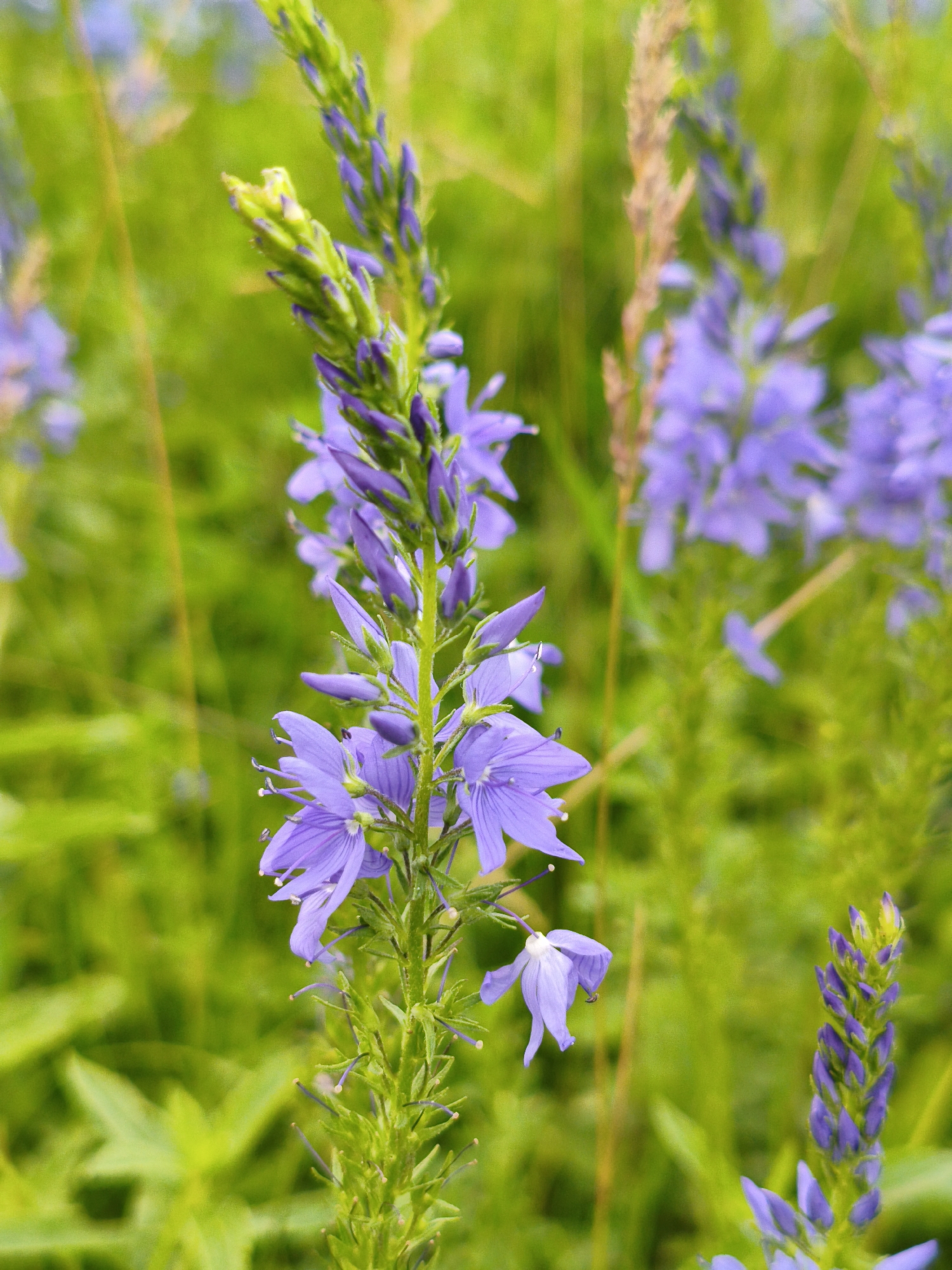 A close-up, eye-level, vertical shot features a spike of blooming purple flowers with green stems and leaves. The flowers are small and delicate, with five petals each and thin, thread-like stamens. Some of the flowers are fully open, while others are still in bud form at the top of the spike. The background is a soft, blurry green, suggesting a natural outdoor setting with out-of-focus foliage and other plants. No people, animals, or man-made structures are visible in the image. The scene appears to be set in a meadow or garden. The location is specified as Munayka, Russia.