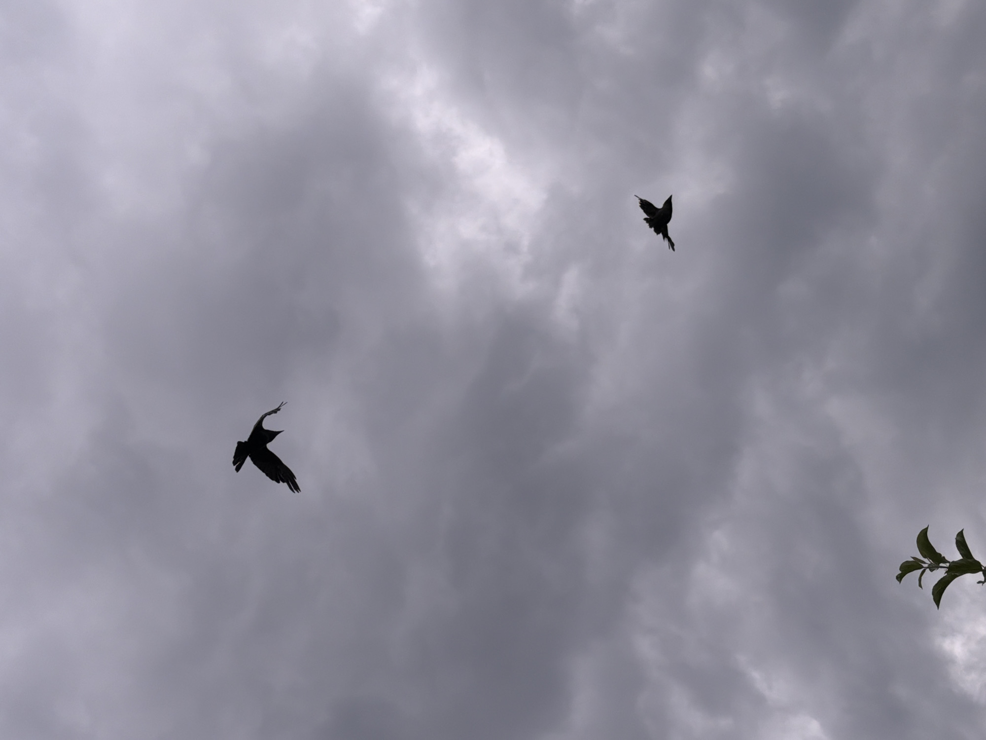 The image shows a cloudy sky with two birds in flight. The sky is overcast with shades of gray, indicating a possibly stormy or overcast day. In the upper left portion of the image, a bird is silhouetted against the sky, with its wings outstretched as if in mid-flight. Below and to the right of this bird, a second bird is also visible in silhouette, in a similar flying posture. In the bottom left corner, the upper portion of a green plant with leaves is visible, suggesting the photo was taken from ground level looking upwards. The scene is devoid of any human presence or specific urban structures. The location is identified as Kozova, Ukraine.