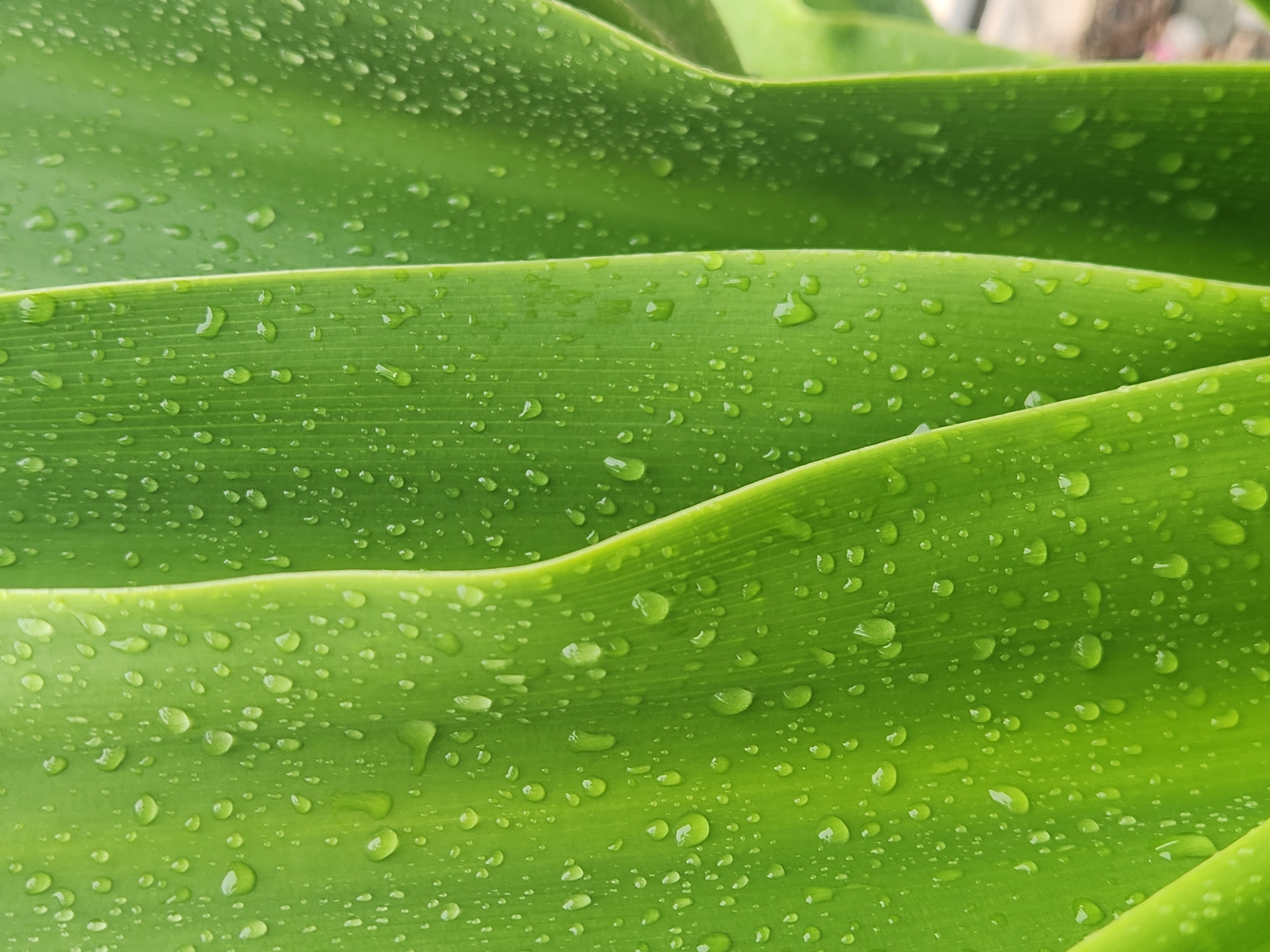 A close-up, macro photograph showcases the texture of vibrant green plant leaves adorned with numerous water droplets. The leaves appear to be large and broad, possibly from a tropical plant, with visible veins running along their surface. The water droplets are of varying sizes, some small and spherical, others larger and more elongated, clinging to the waxy surface of the leaves. The lighting suggests an overcast day or a shaded area, enhancing the saturation of the green and the clarity of the water beads. The background is softly blurred, with hints of muted colors and shapes that suggest an outdoor environment, possibly a garden or a park. There are no people or animals present in the image. The focus is entirely on the intricate details of the plant's surface and the condensation. The image was captured in Altamonte Springs, United States of America.