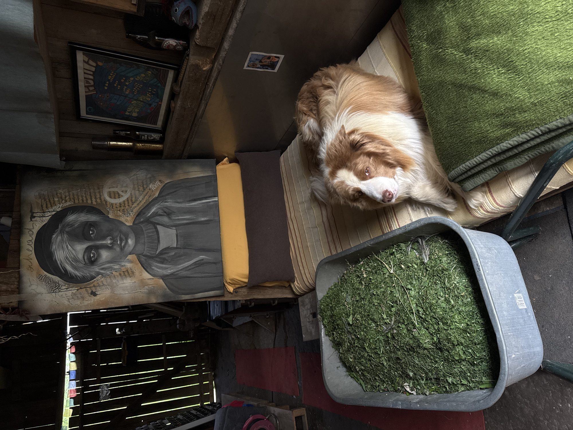 In a dimly lit, rustic interior that appears to be a barn or shed, a large wheelbarrow filled with freshly cut green foliage sits prominently in the foreground. To the right of the wheelbarrow, a comfortable-looking striped mattress is laid out, topped with a dark brown cushion and a yellow pillow. A dog with reddish-brown and white fur rests on the mattress, partially covered by a folded green blanket. Behind the mattress, leaning against a wooden wall, is a large, striking black and white painting of a young person wearing a hat, with text that appears to read "in ahead" above it. Further to the right on a wooden shelf are several items including a framed artwork depicting a colorful, abstract cityscape, two bottles, and a small, whimsical blue fish-like object. The background reveals wooden plank walls and what seems to be an open doorway or window letting in natural light.