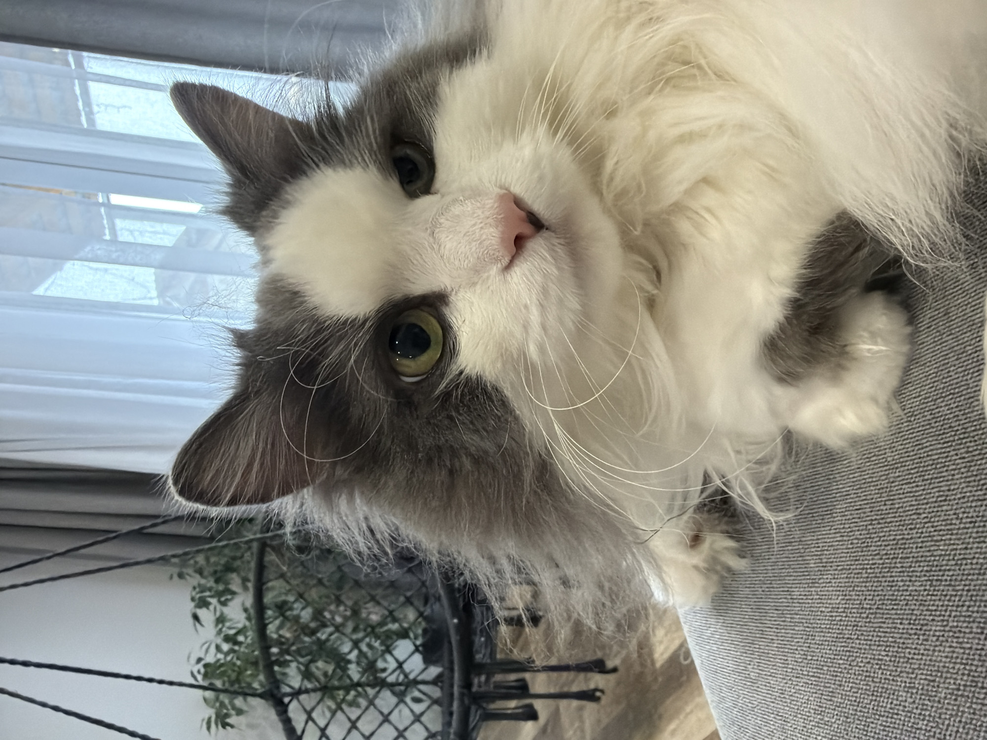 A gray and white long-haired cat is lying on a gray upholstered surface. The cat is looking at the viewer with its head tilted slightly. The location is indoors, with a window and venetian blinds visible in the background. A metal object and plant are visible in the background. The image appears to have been taken in a residential setting. The location cannot be precisely determined as Chaikovsky, Russia or elsewhere without additional information.