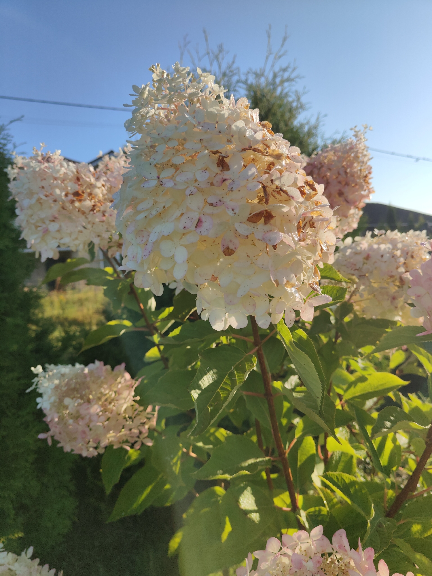 In the city of Yel'niki, Russia, a close-up, low-angle shot captures a cluster of white hydrangea flowers with hints of pink and dried brown spots, bathed in the warm light of the setting sun. The flowers are in the foreground, with their intricate petals and stems clearly visible. Behind them, the scene transitions to a blurred background of lush green foliage and a clear blue sky. A hint of a building roof is visible on the far right, suggesting a residential or garden setting. The overall impression is one of natural beauty and tranquility.
