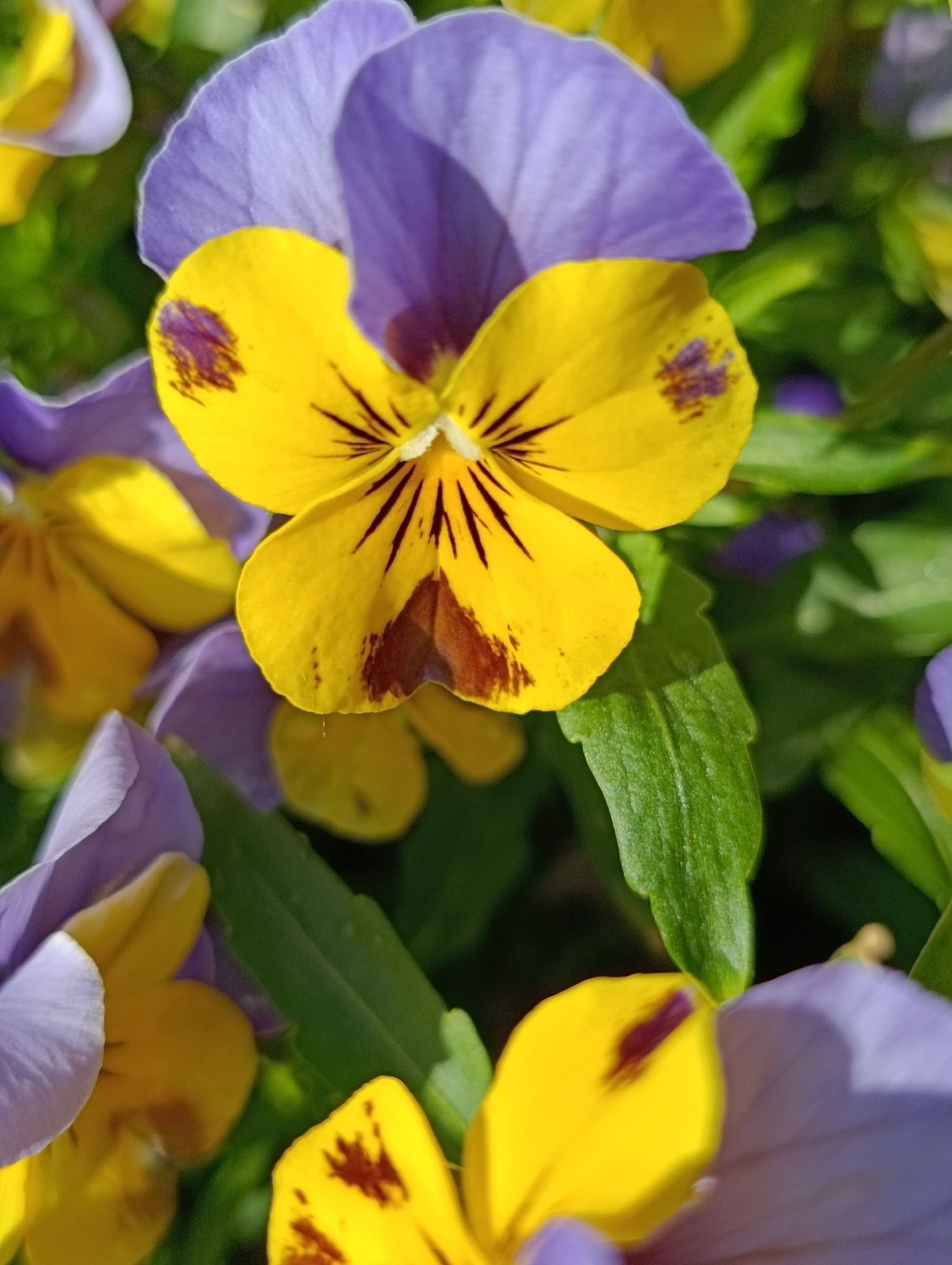 A close-up shot focuses on a vibrant cluster of pansy flowers. The dominant blossom in the frame showcases a mix of yellow and purple hues, with distinct dark markings towards the center and edges of the yellow petals. Several other pansies in similar color combinations are visible, forming a backdrop to the central flower. Green leaves provide a contrast to the floral display. The location is unknown.