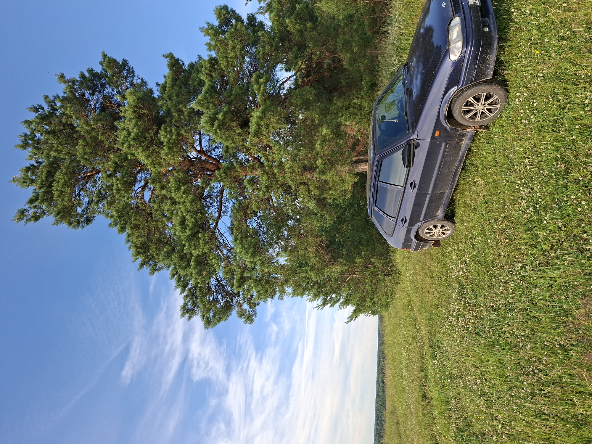 A dark blue sedan is parked in a grassy field under a clear blue sky with wispy white clouds. A large pine tree dominates the background, with other trees and a forest line visible in the distance. The field is covered in green grass and small white flowers. The car is facing towards the right side of the frame. The scene appears to be a rural landscape, possibly in the vicinity of Chumna, Russia, given the context provided.