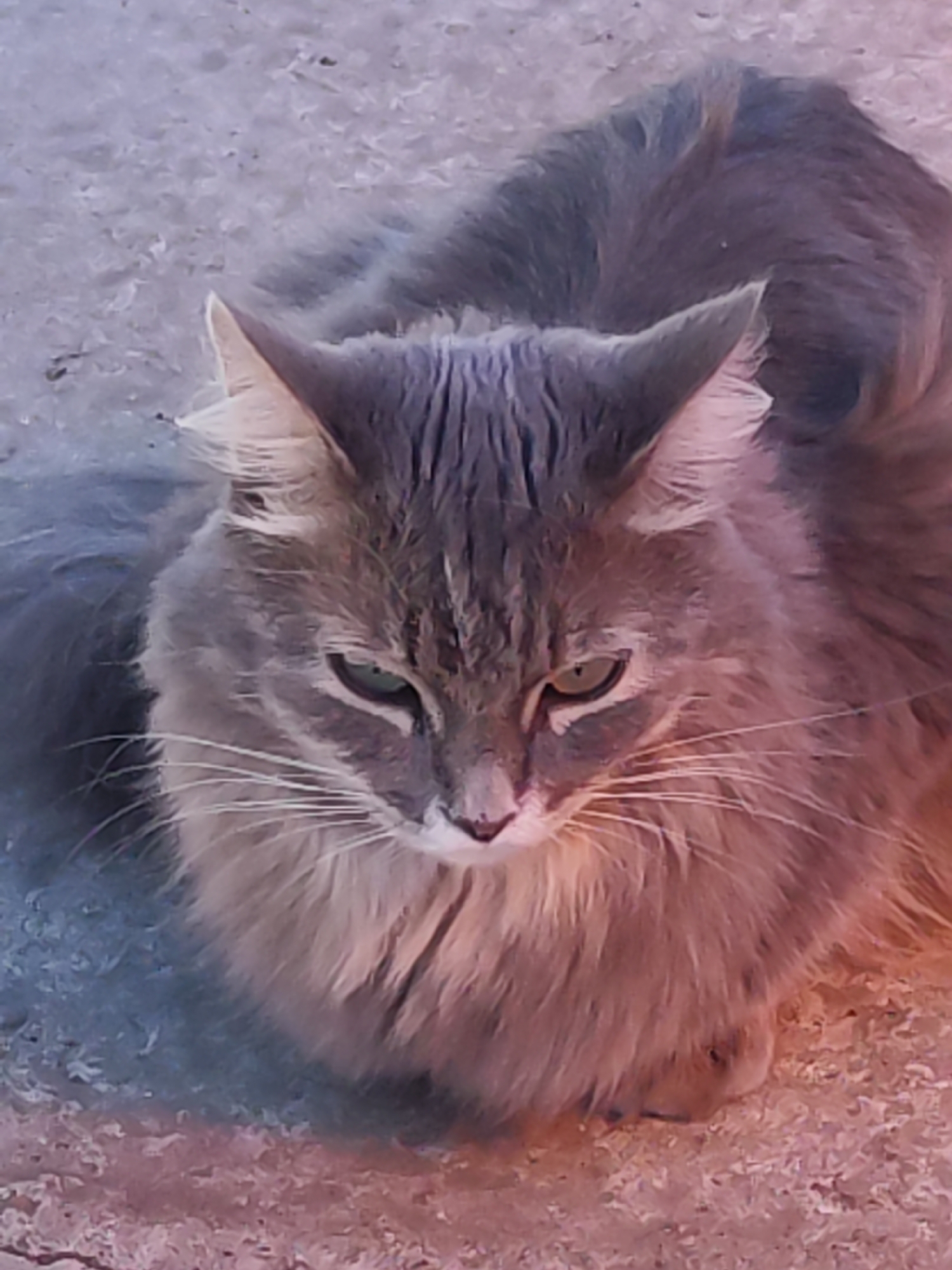 A medium-angle close-up shot shows a gray, long-haired cat seated on a concrete surface. The cat has green eyes and a pink nose. The background is out of focus, but appears to be an urban setting, possibly a street or sidewalk. The coloring of the image appears to be slightly washed out or faded. There is no evidence indicating its location is Chaikovsky, Russia.