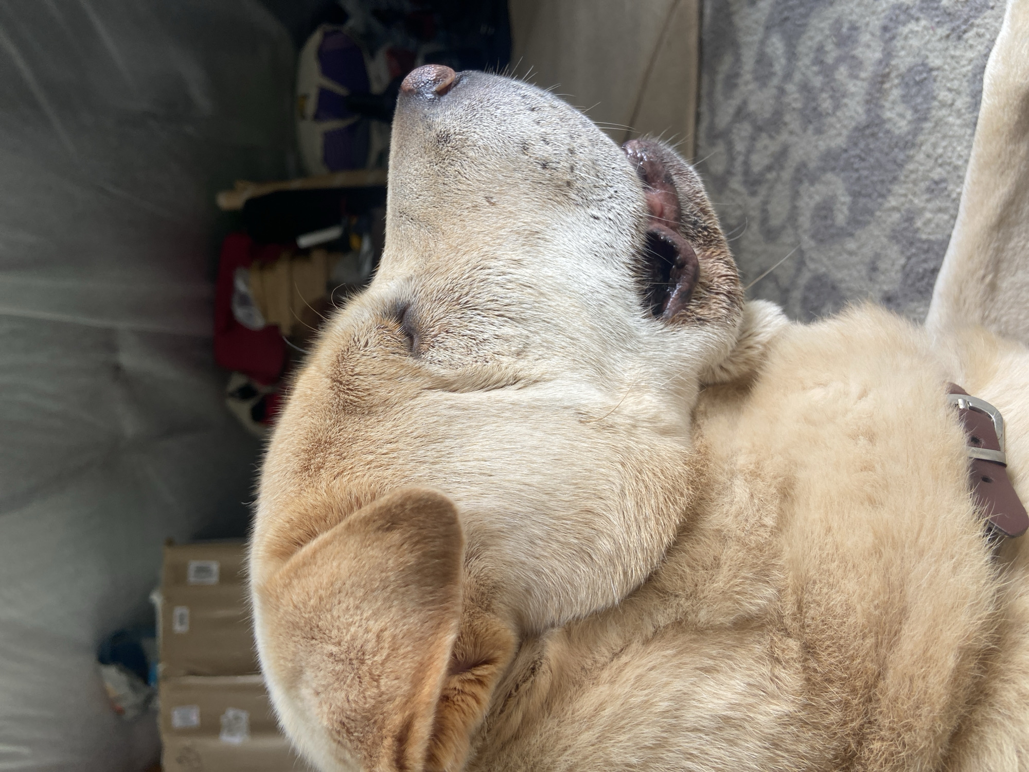 A medium shot, profile view captures a tan-colored dog lying down, its head resting on a gray and white patterned rug. The dog's eyes are closed, and its mouth is slightly open. The background is blurred, showing a cluttered indoor environment with boxes, bags, and a purple and white object resembling a basketball. The lighting is soft, suggesting an indoor setting. The image does not provide information about the city of Lipniki, Russia.