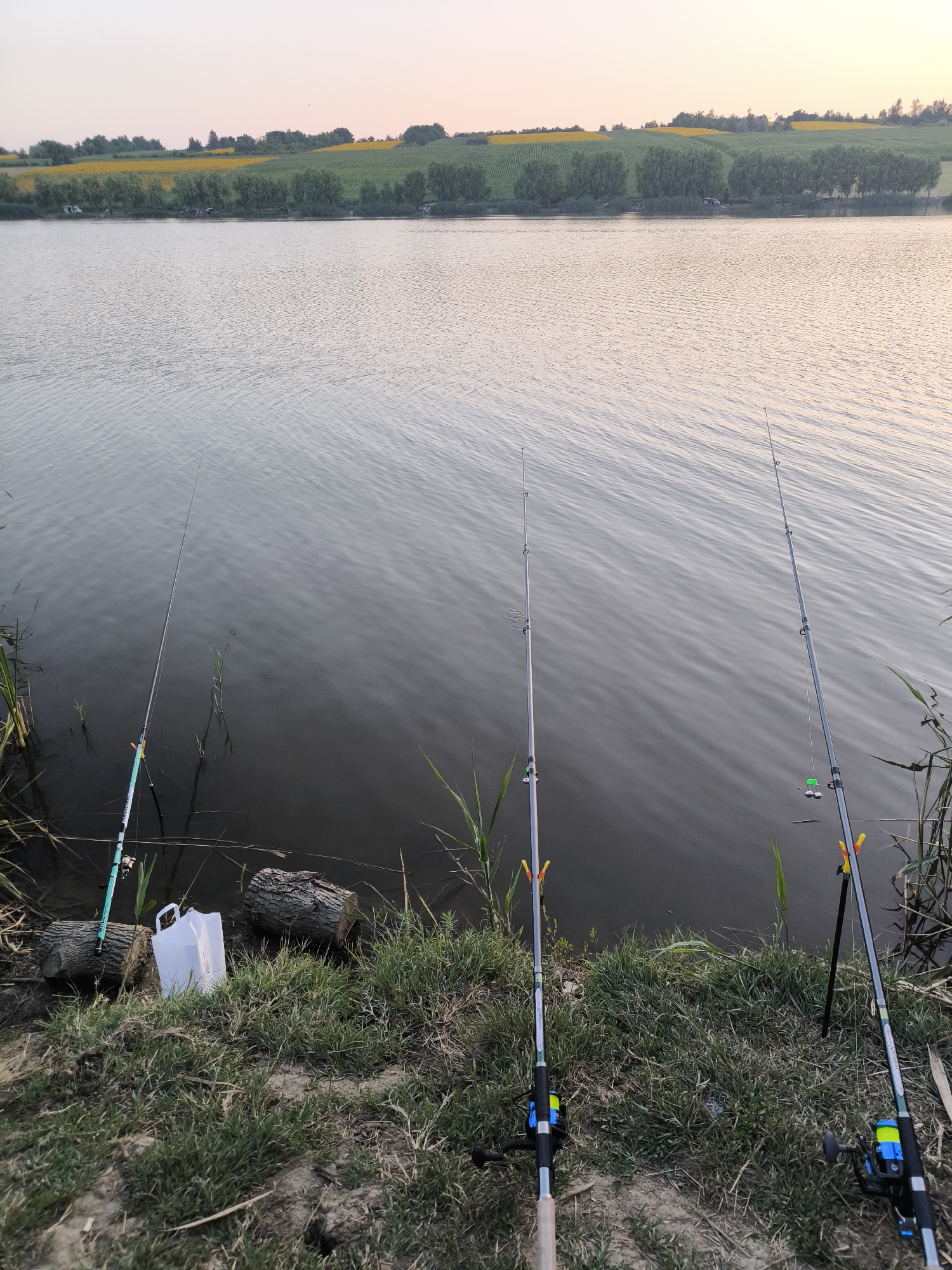 The image depicts a serene natural setting by a body of water, likely a lake or large pond, situated in Găleștii Noi, Moldova. Three fishing rods are set up along the grassy bank, pointing towards the calm water. The rods are equipped with reels and fishing line, with one having a small green bobber and weights visible.
On the bank, there are logs and vegetation, including reeds and tall grass. A white plastic bag sits near one of the logs. In the background, across the water, a gentle slope is covered with fields of yellow sunflowers and green crops, bordered by a line of trees. The sky above is a pale gradient of pink and yellow, suggesting either sunrise or sunset. There are no people visible in the scene, and the overall atmosphere is peaceful and still. The environment is rural, with natural elements dominating the landscape.