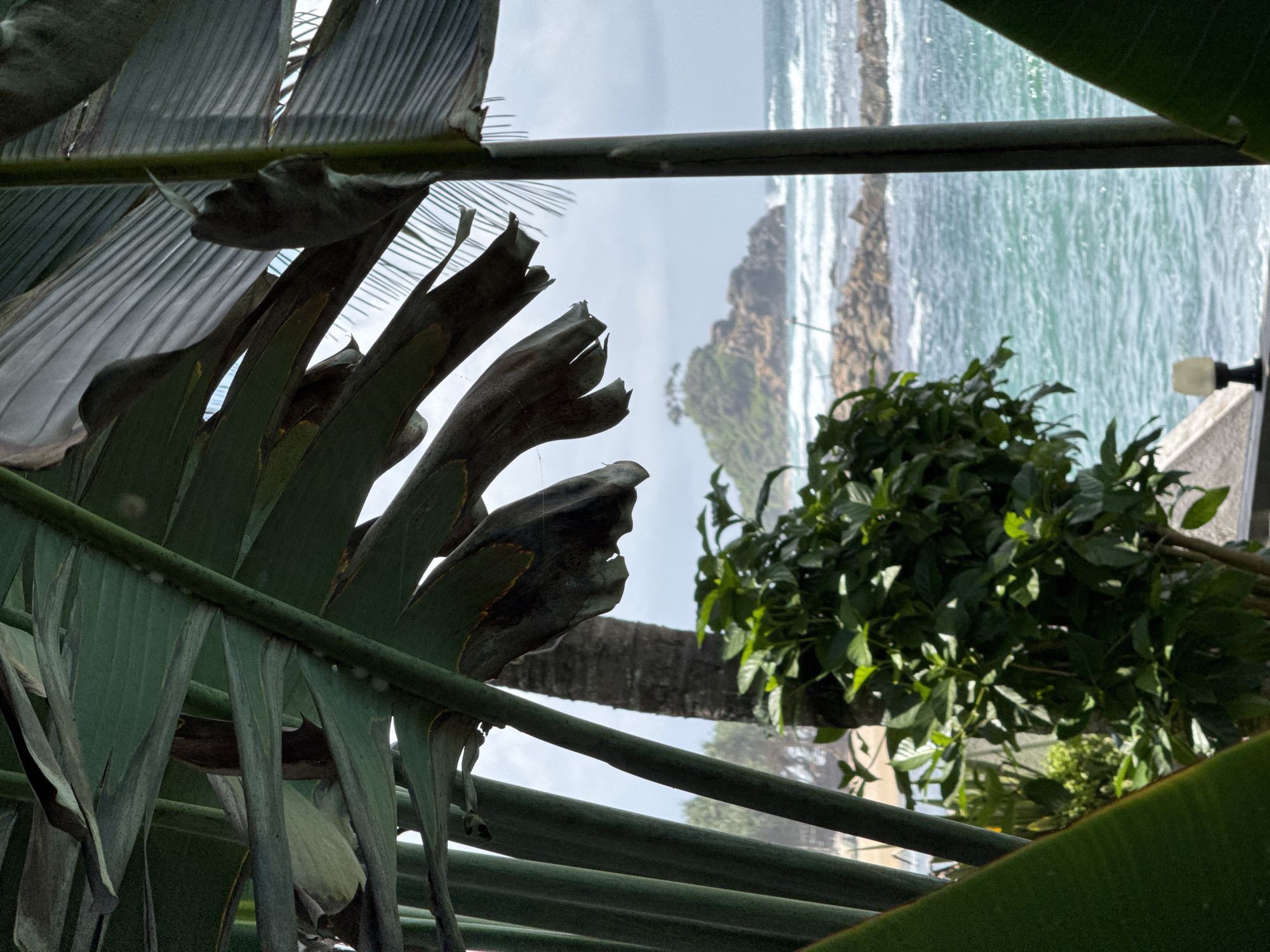 The image depicts a tranquil view of the ocean in Goviyapana, Sri Lanka, as seen through the fronds of large tropical plants. The foreground is dominated by the lush, green leaves and stems of these plants, some of which appear to be dried and tattered. Beyond the foliage, the turquoise ocean stretches out to the horizon, with waves crashing against rocky outcrops and a small, tree-covered island in the distance. The sky is overcast, with hints of white clouds. A palm tree trunk is visible behind the plants. In the lower right corner, a modern street lamp with a yellow light is situated on a concrete structure. The scene conveys a sense of natural beauty and peacefulness, with the tropical vegetation framing the expansive ocean vista.