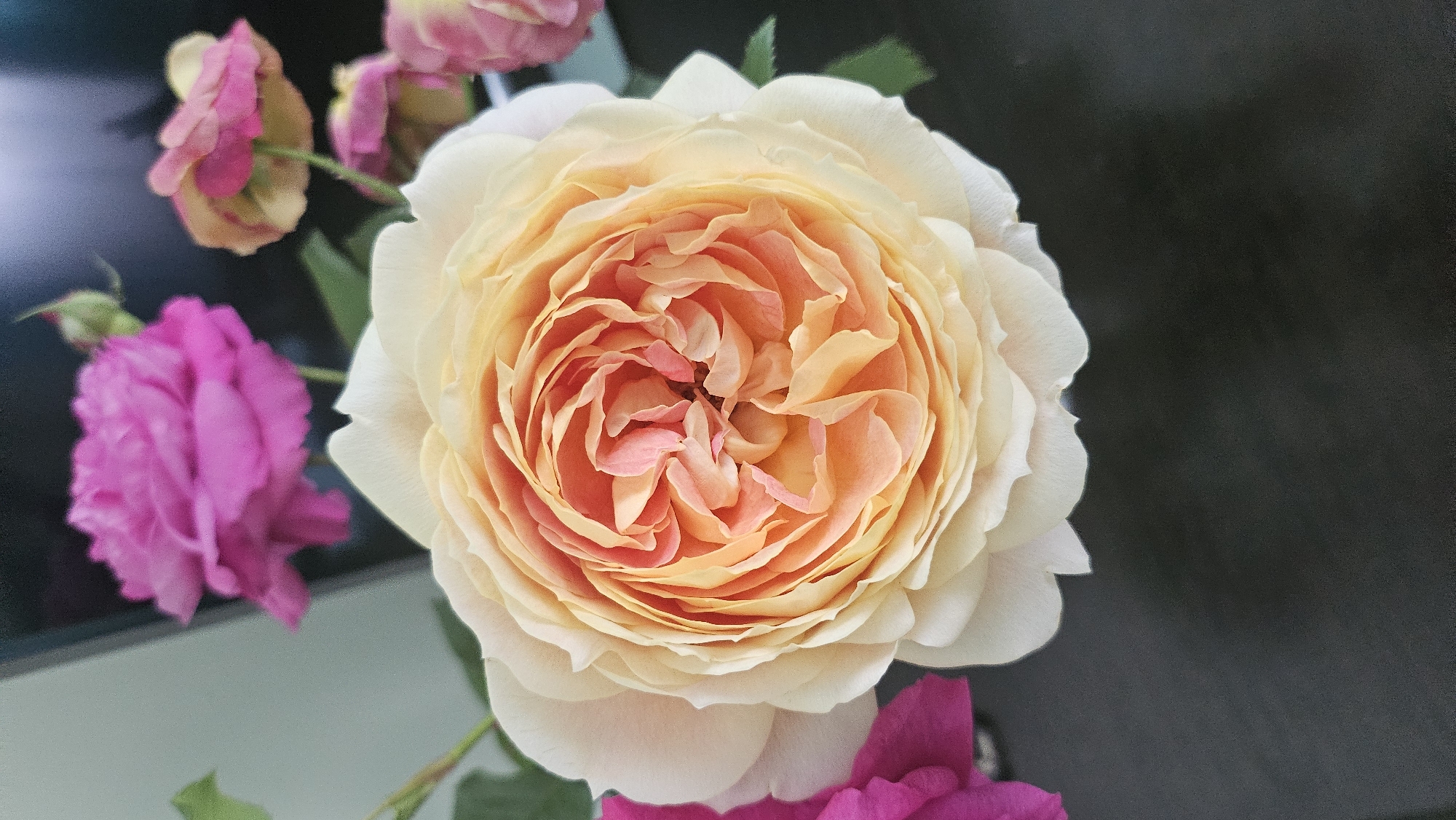 A close-up, overhead shot features a creamy white rose with peachy-pink inner petals. The rose is a full bloom with many layers of petals, arranged in a spiral pattern. To the left of the central rose, a vibrant fuchsia rose is partially visible, its petals tightly furled. In the background, other pink and fuchsia roses are out of focus, with some buds also present. The arrangement sits on a dark, matte surface, likely a table. The lighting is soft, highlighting the textures and colors of the flowers. The environment is not identifiable as a specific city location.