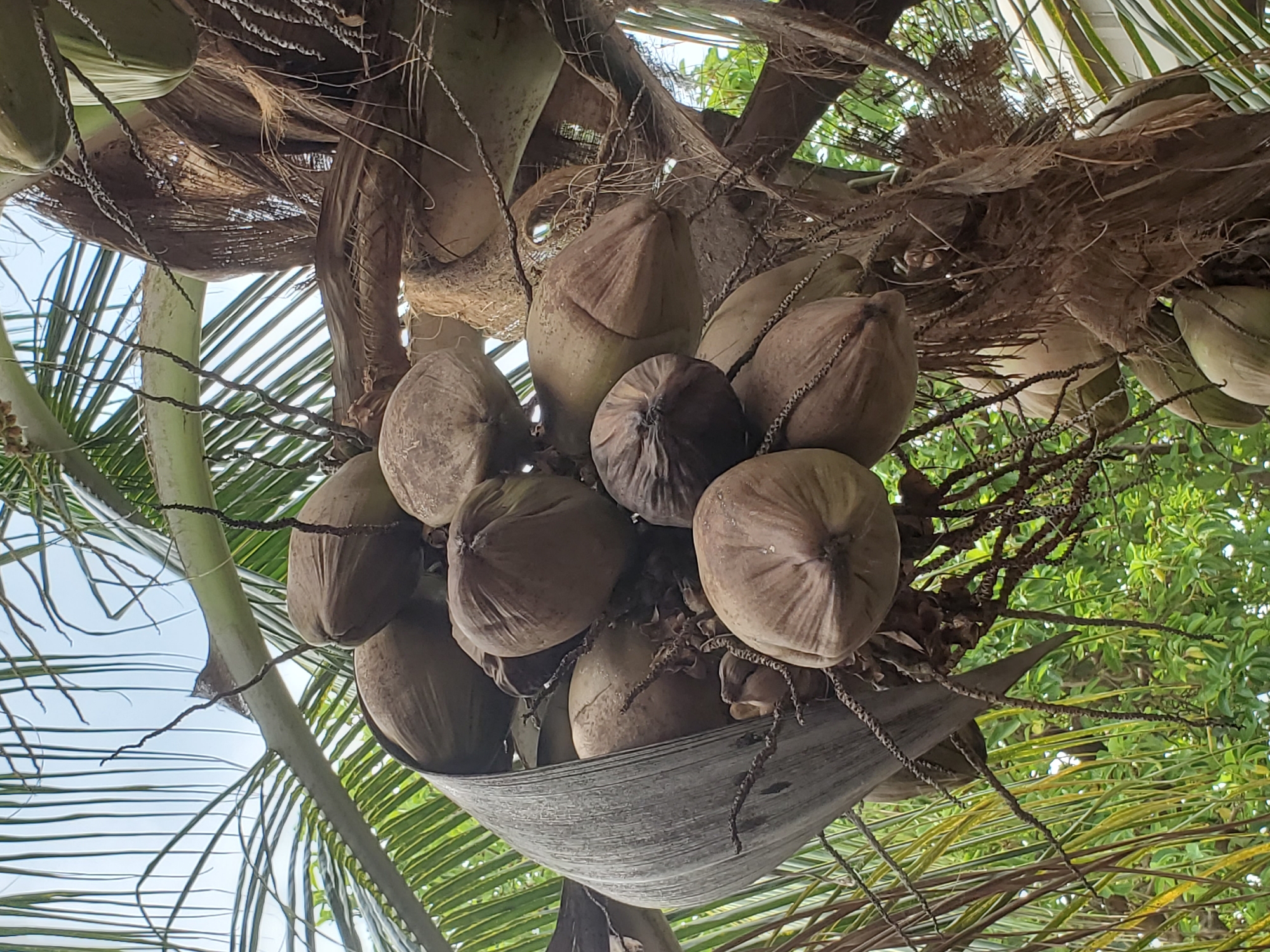 This upward-angled close-up image captures a dense cluster of coconuts amidst the canopy of a palm tree. Numerous coconuts, primarily mature and brown, are prominently displayed, nestled within the fibrous base of the palm fronds. Some of these coconuts appear to be cradled by a large, dried segment of a palm frond, forming a natural hammock-like structure. Further up and to the left, several younger, green coconuts are also visible, contrasting with the more weathered appearance of the mature ones.
The intricate texture of the palm tree is evident, with dried, stringy fibers and robust frond stems forming a complex network around the fruit. Portions of green palm fronds extend outwards, creating a natural frame, with bright, clear sky visible through the gaps, indicating daytime. On the right side of the frame, vibrant green foliage from other trees or vegetation adds to the lush, tropical atmosphere. The scene suggests a bountiful harvest or natural growth in an outdoor setting, consistent with a warm climate like Mararaba, Nigeria. There is no visible human activity or text in the image.