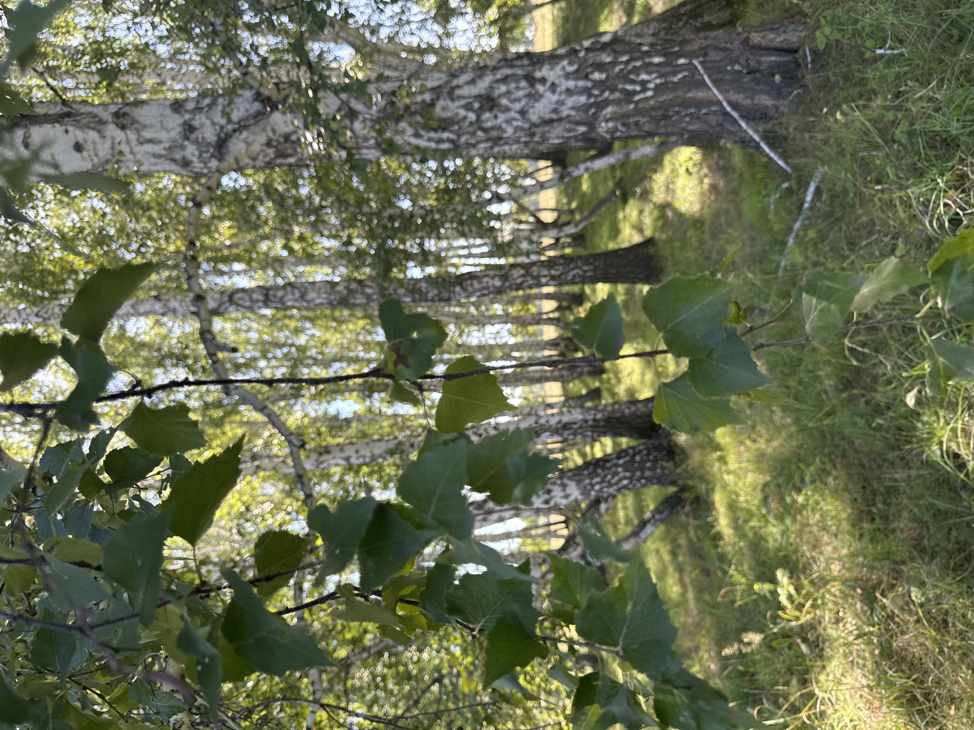 A close-up of green leaves in the foreground with a blurry background of birch trees in a sun-dappled forest. The ground is covered in grass and dappled with sunlight. The overall impression is one of a serene, natural setting, possibly a park or a wooded area within a city, given the hints.
