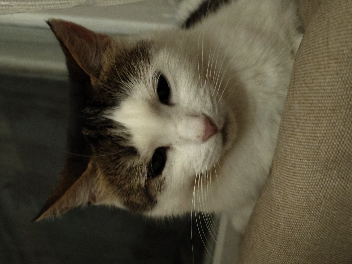 A medium close-up shot captures a white cat with brown and black markings on its head, resting on a textured beige surface. The cat is facing the viewer, with its dark eyes looking forward. Its ears are pointed upwards, and its pink nose is visible, along with its white whiskers. The background is dark and out of focus, with a hint of a curtain on the right side of the frame. The lighting is dim, creating a somber atmosphere. The scene is indoors, likely in a domestic setting. The cat appears calm and relaxed.