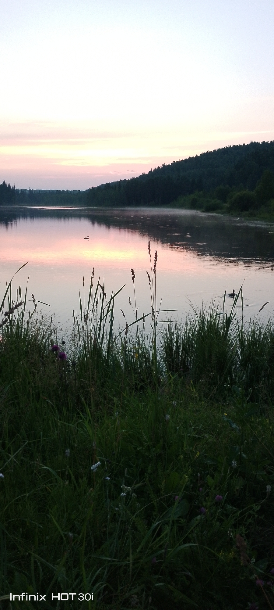 The image depicts a serene lake scene at dawn or dusk, likely in or near Kedrovy, Russia, given the presence of the "Infinix HOT 30i" watermark. The sky is a soft gradient of pale blue and pink, with delicate clouds. A dense, dark green forest borders the far side of the tranquil lake, with a hint of mist rising from the water's surface. In the foreground, lush green grass and reeds dominate, with a few small purple wildflowers adding touches of color. The water itself is calm, reflecting the colors of the sky. Two dark ducks are visible on the water, one closer to the center and another further to the right, each leaving a subtle ripple. The overall impression is one of natural beauty and quietude.