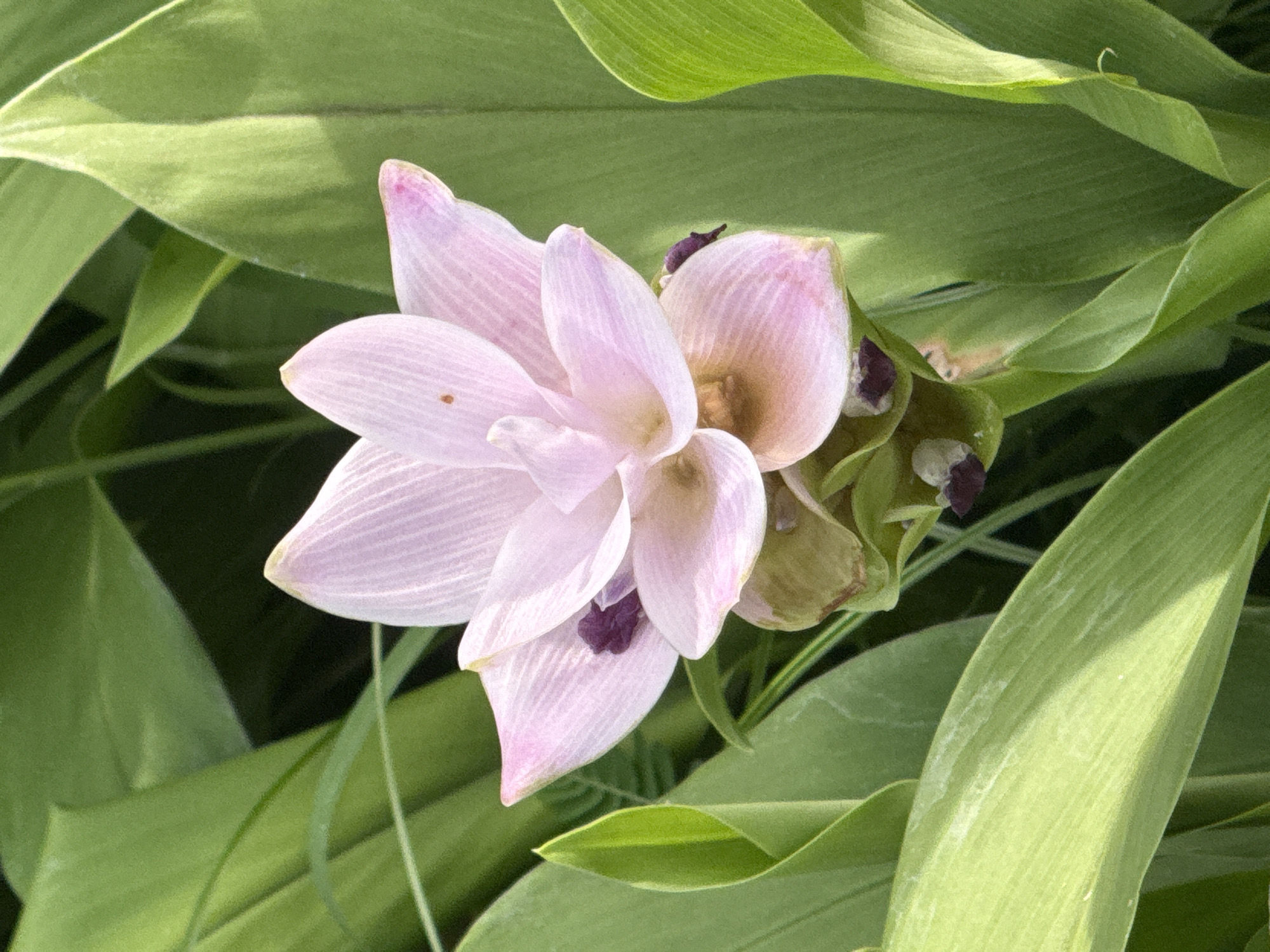 The image is a close-up, eye-level shot of a pink Siam tulip flower (Curcuma alismatifolia) in bloom, set against a backdrop of lush green foliage. The flower's delicate, layered petals are a soft pink, with subtle veins and a slightly darker pink hue at the tips. In the center of the flower, dark purple structures are visible. The surrounding leaves are broad, vibrant green, and appear healthy. The lighting suggests it is daytime, with soft light illuminating the flower and leaves. The scene is likely outdoors, in a garden or natural setting. This specific type of flower is common in Thailand, including the city of Bangkok, where it is often cultivated for ornamental purposes in parks, botanical gardens, and private residences.
