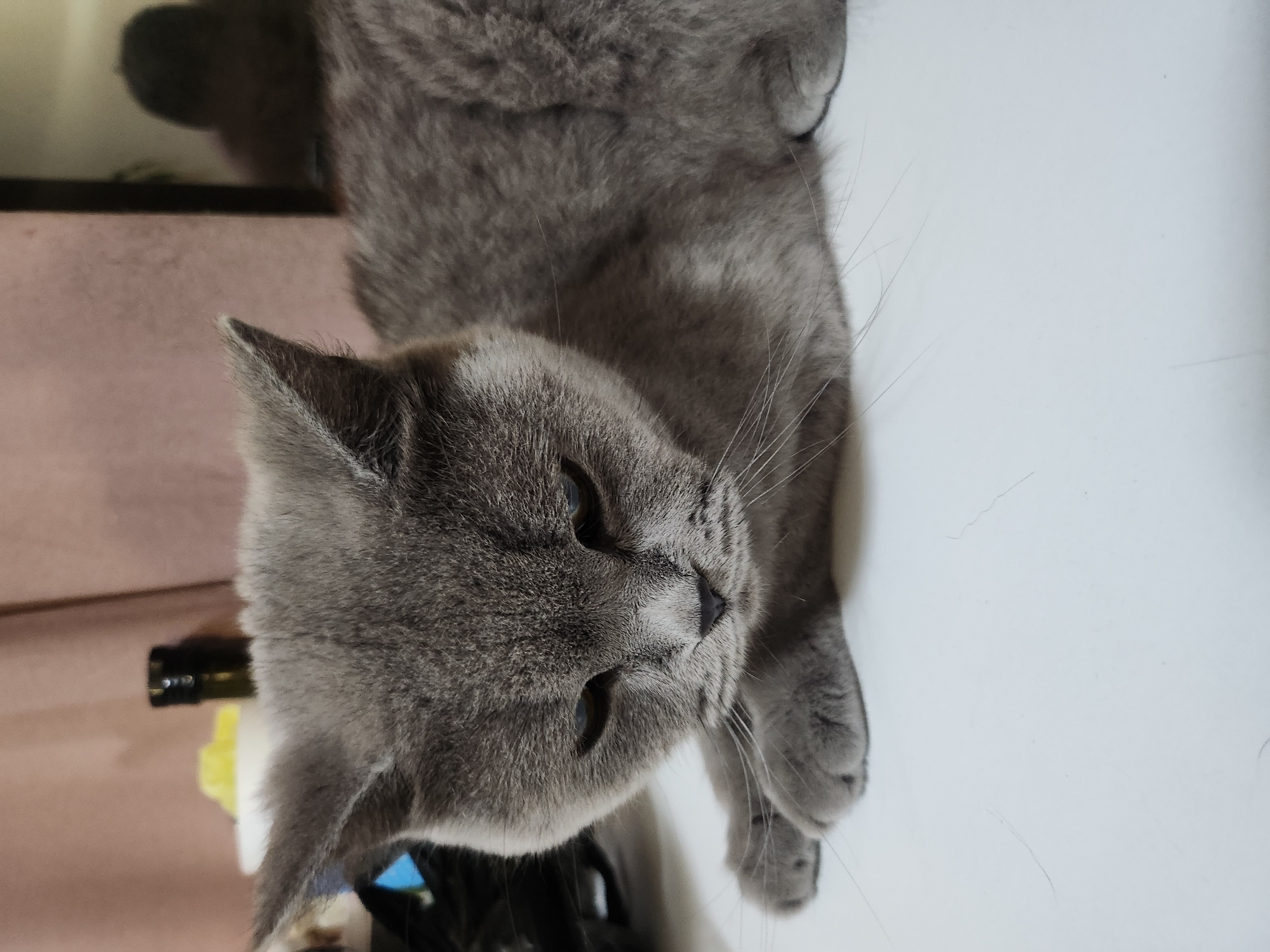 A close-up, eye-level shot shows a grey cat lying down on a white surface. The cat is facing downwards and to the right. Its eyes are partially closed, and its ears are perked forward. The background is blurred, with a pink curtain on the left and a dark object, possibly a bottle, on the right. A reflection of a person's head is visible in the background. The environment appears to be indoors, in what could be a home. The image does not provide any information about the location in the city of Tsarevo, Bulgaria.