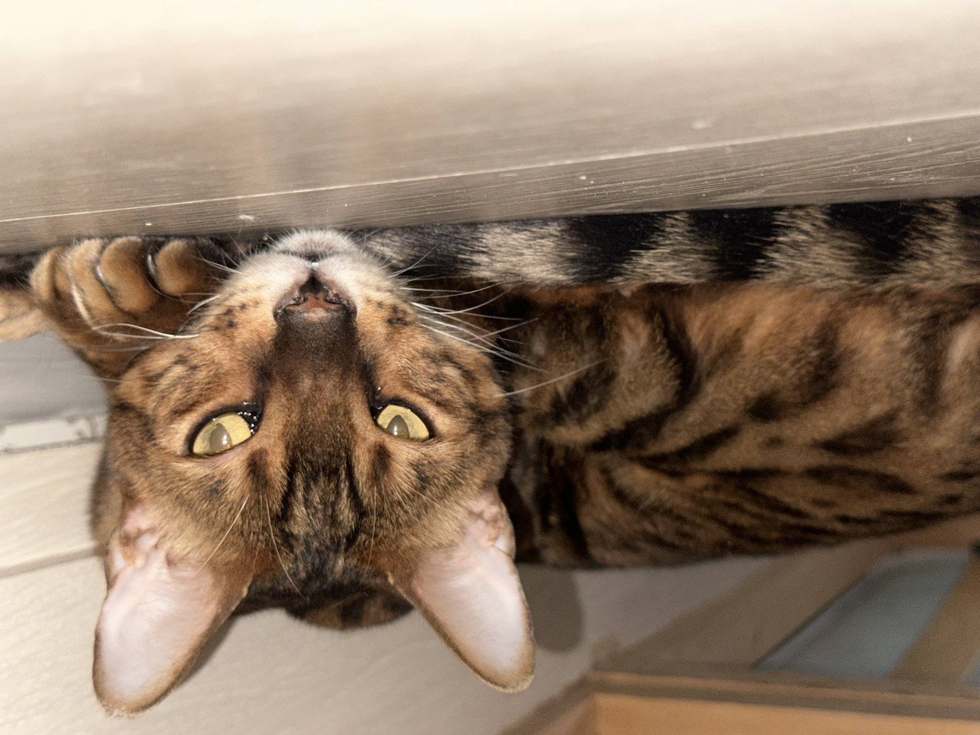 A Bengal cat with distinctive spotted markings is lying on a wooden floor. The cat's head is turned towards the viewer, with its yellow eyes open and alert. Its body is relaxed, and its paws are tucked underneath it. The background is blurred, but appears to be a wall and possibly furniture. The image is a close-up shot, focusing on the cat's face and upper body. The lighting is natural, coming from the side, creating soft shadows. There is no indication of the location being the city of Gornyi Erik, Russia, or any specific city for that matter.