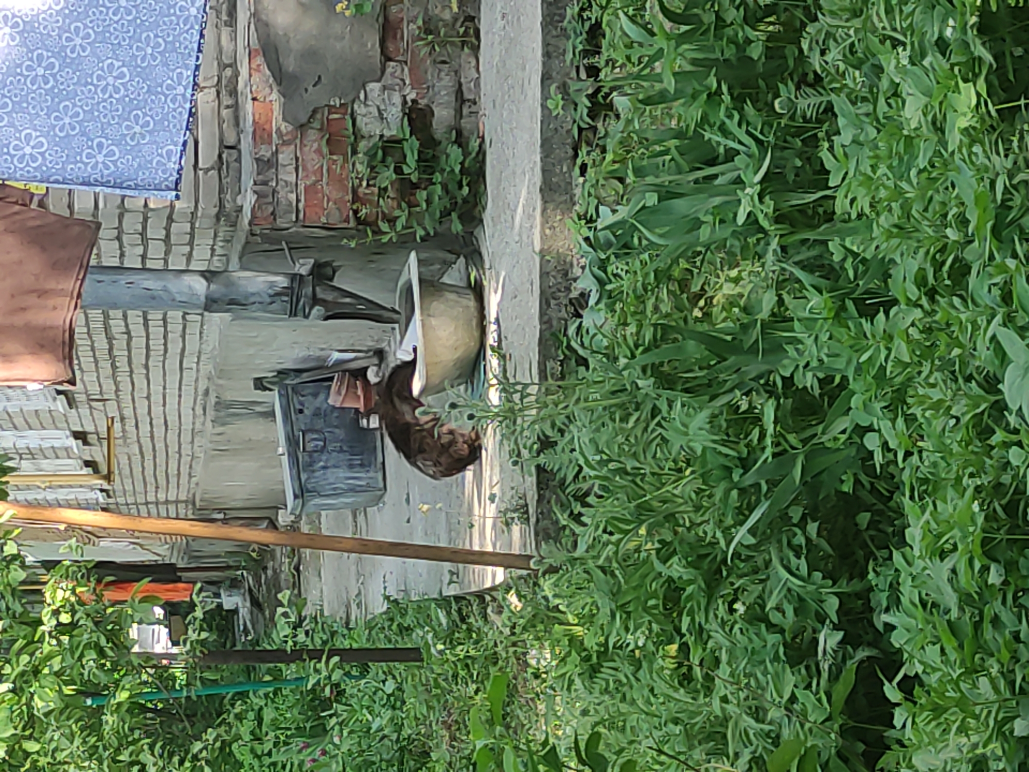 The image depicts a street-level scene in what appears to be a yard or alleyway. The location is stated to be in Kratovo, Russia. A tabby cat is drinking from a metal bowl situated on a concrete surface. The surroundings include a brick building with some damaged sections and overgrown with greenery. Various plants and weeds are prevalent, filling the foreground. A wooden pole extends across the middle ground. Laundry is hanging in the background. A dark-colored rectangular object is also present near the cat.