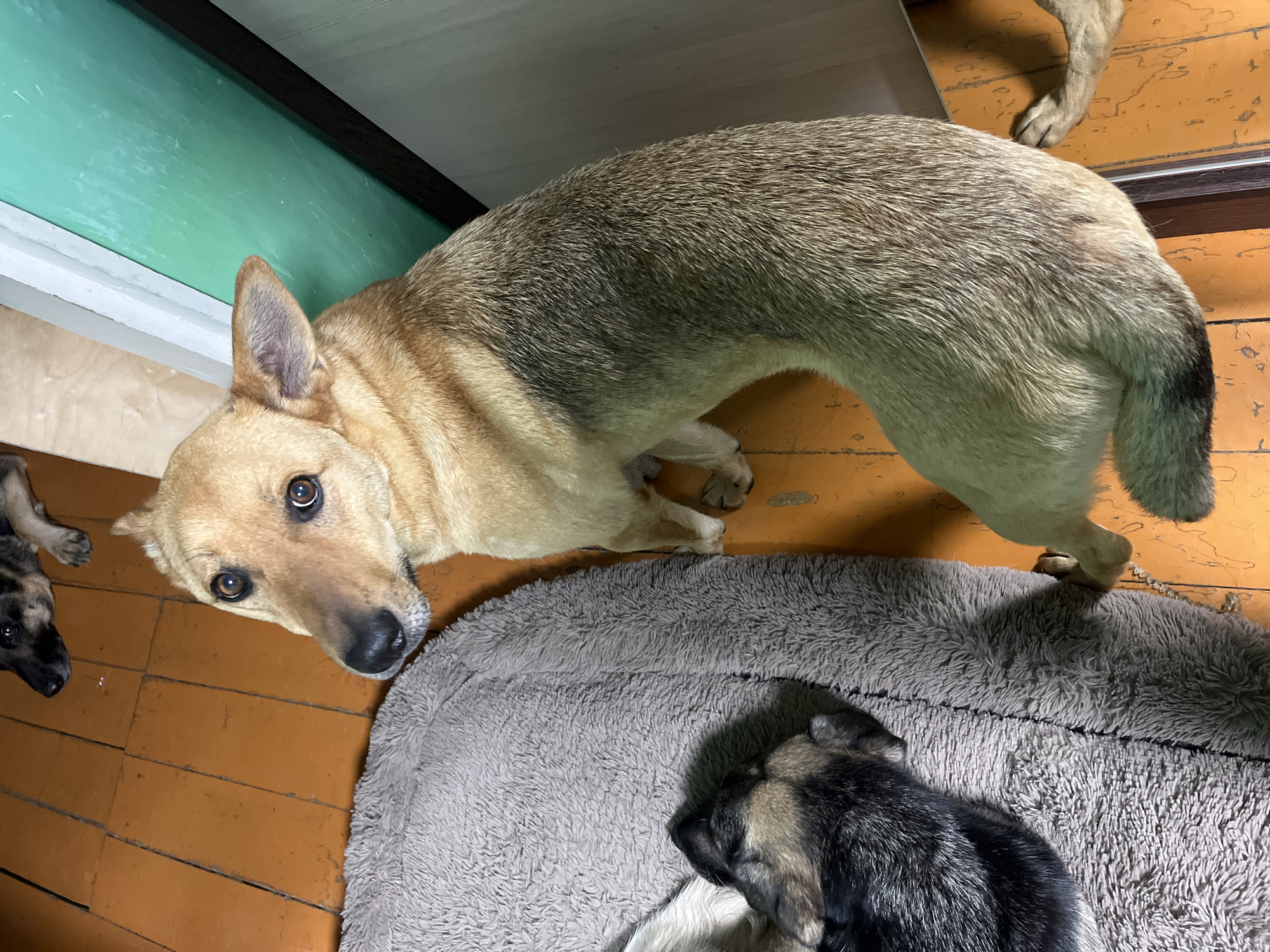 A tan dog with brown eyes and perked ears looks up at the camera from a wooden floor. To the left, a fluffy gray dog bed is occupied by a black and tan puppy sleeping. In the background, another dog's legs are visible. A green door is to the right. The scene appears to be an indoor setting, possibly a home, in Nizhny Tagil, Russia.