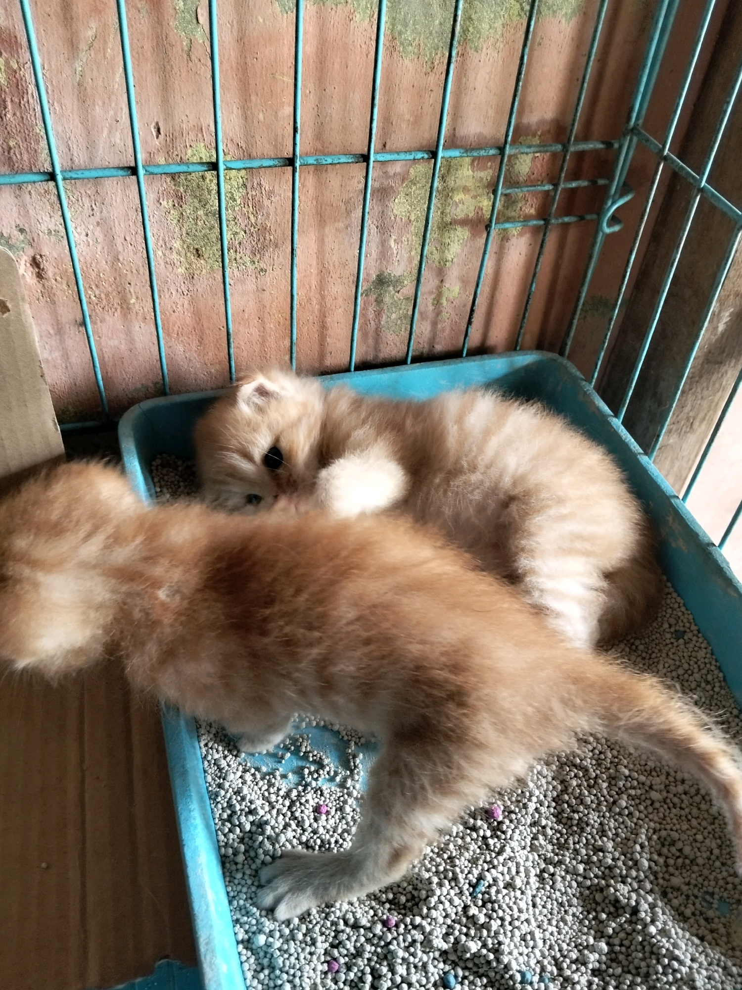 Two orange kittens are in a blue litter box filled with white litter pellets. The kitten in the foreground is lying on its side, facing left, with its head turned towards the other kitten. Its fluffy tail is curled. The kitten in the background is curled up facing right, with its head resting on its paws. The litter box is inside a cage with blue bars and a textured, weathered wall behind it. The image appears to be taken from above, looking down into the cage. The location is specified as the city of Arang Limbung, Indonesia.