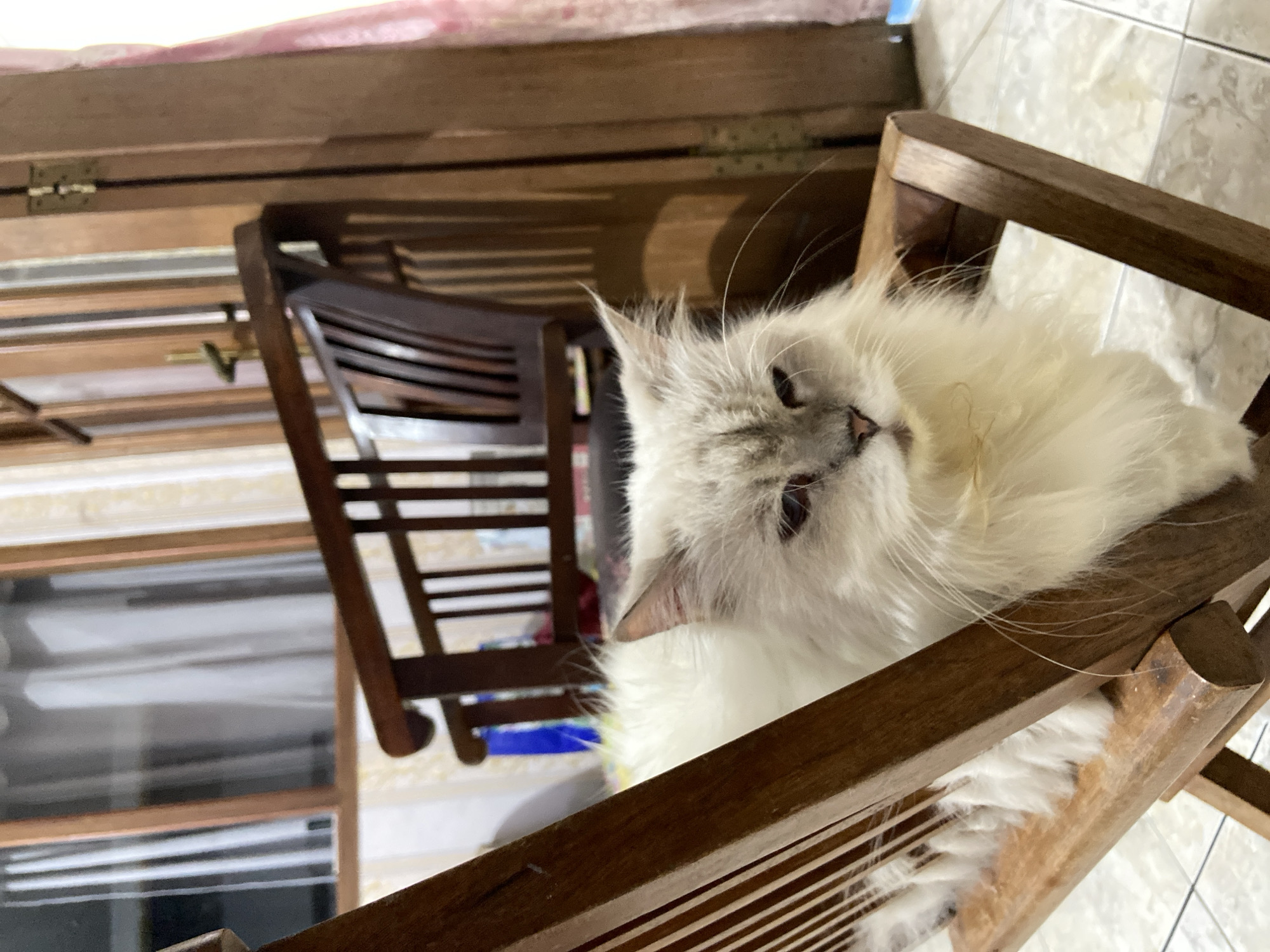 A light-colored, long-haired cat is sitting on a wooden chair, facing the camera. The cat has grey markings on its face and ears, with large, fluffy white fur. It is a medium shot, with the cat filling most of the frame. The background is slightly blurred, showing a wooden door and a window with white curtains. The chair appears to be made of dark wood and has a slatted back. The lighting suggests it is indoors during the day. The image appears to have been taken in a residential setting, possibly in Margorejo, Indonesia, given the user's prompt, though there are no specific visual cues in the image itself to confirm this location.