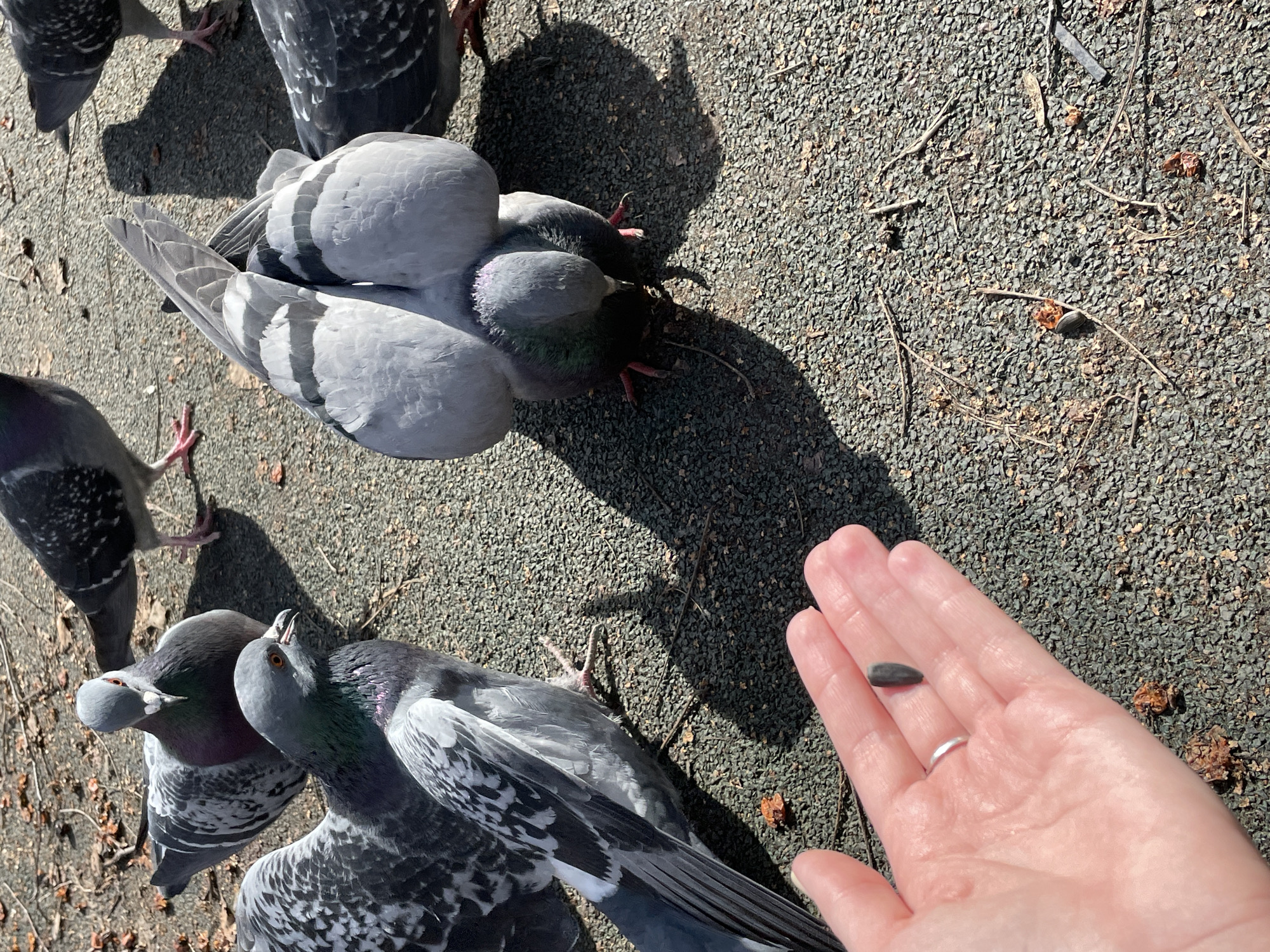The image shows a person feeding pigeons on a gravelly surface. The person's hand, adorned with a silver ring, holds a single black seed, presumably a sunflower seed, as an offering. Several pigeons, predominantly gray and white with iridescent neck feathers, surround the hand, their attention focused on the seed. Some of the pigeons have their wings partially spread. The ground is scattered with twigs, small pieces of debris, and possibly other seeds. The location is not identifiable as the city of Izhevsk, Russia, based on visual information provided in the image.