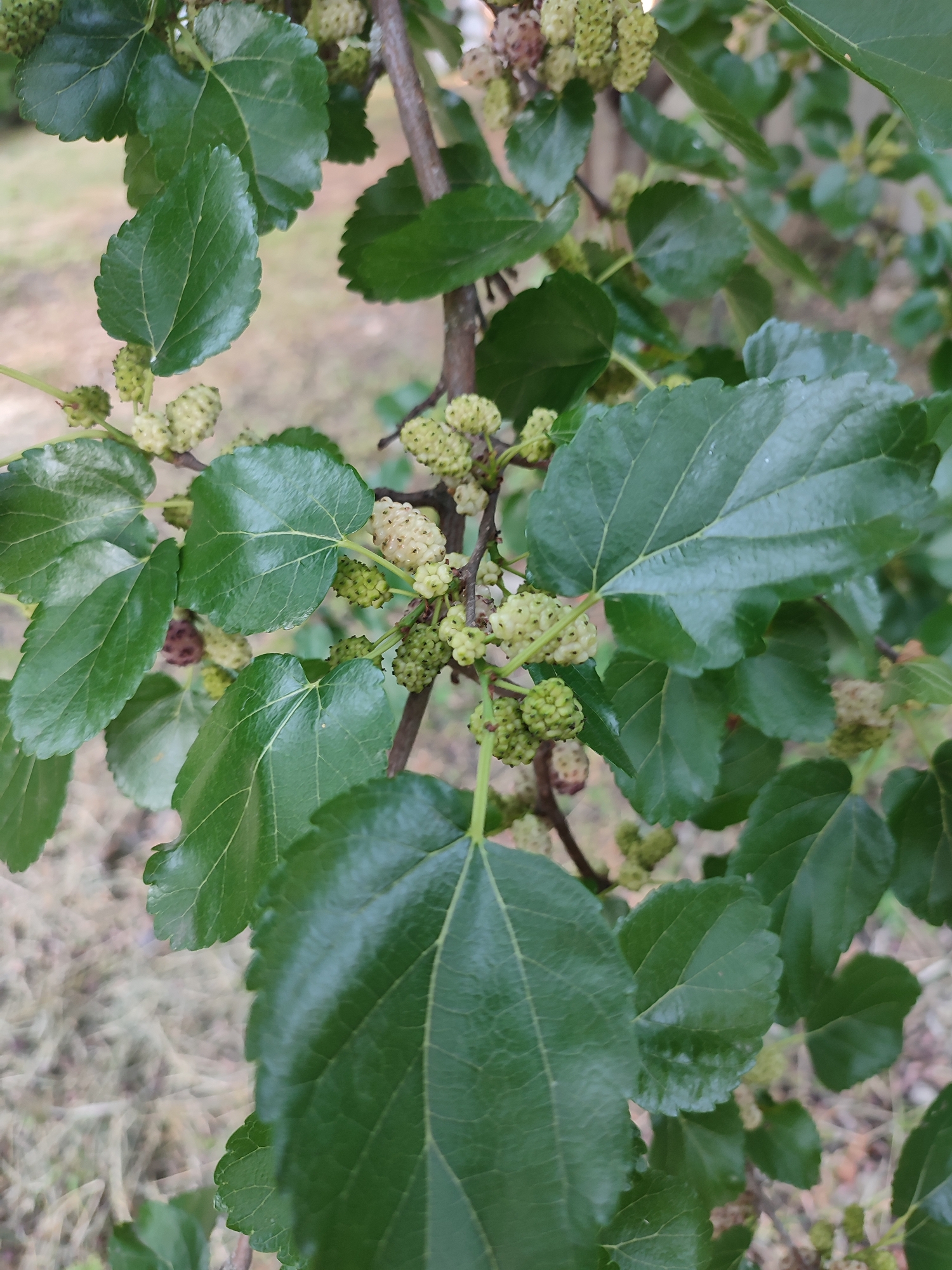 The image shows a close-up of a mulberry tree branch with green leaves and unripe mulberries. The mulberries are clustered together and range in color from light green to a pale white, with a few darker, possibly ripening berries visible. The leaves are a deep green with serrated edges and prominent veins. The branch is brown and woody. The background is out of focus, showing a blurred earthy and dry ground cover, suggesting an outdoor setting. There are no people or visible text in the image. The lighting appears to be natural daylight. The scene depicts a natural, outdoor environment in Shyshaky, Ukraine, focusing on the detail of the tree's fruit and foliage.