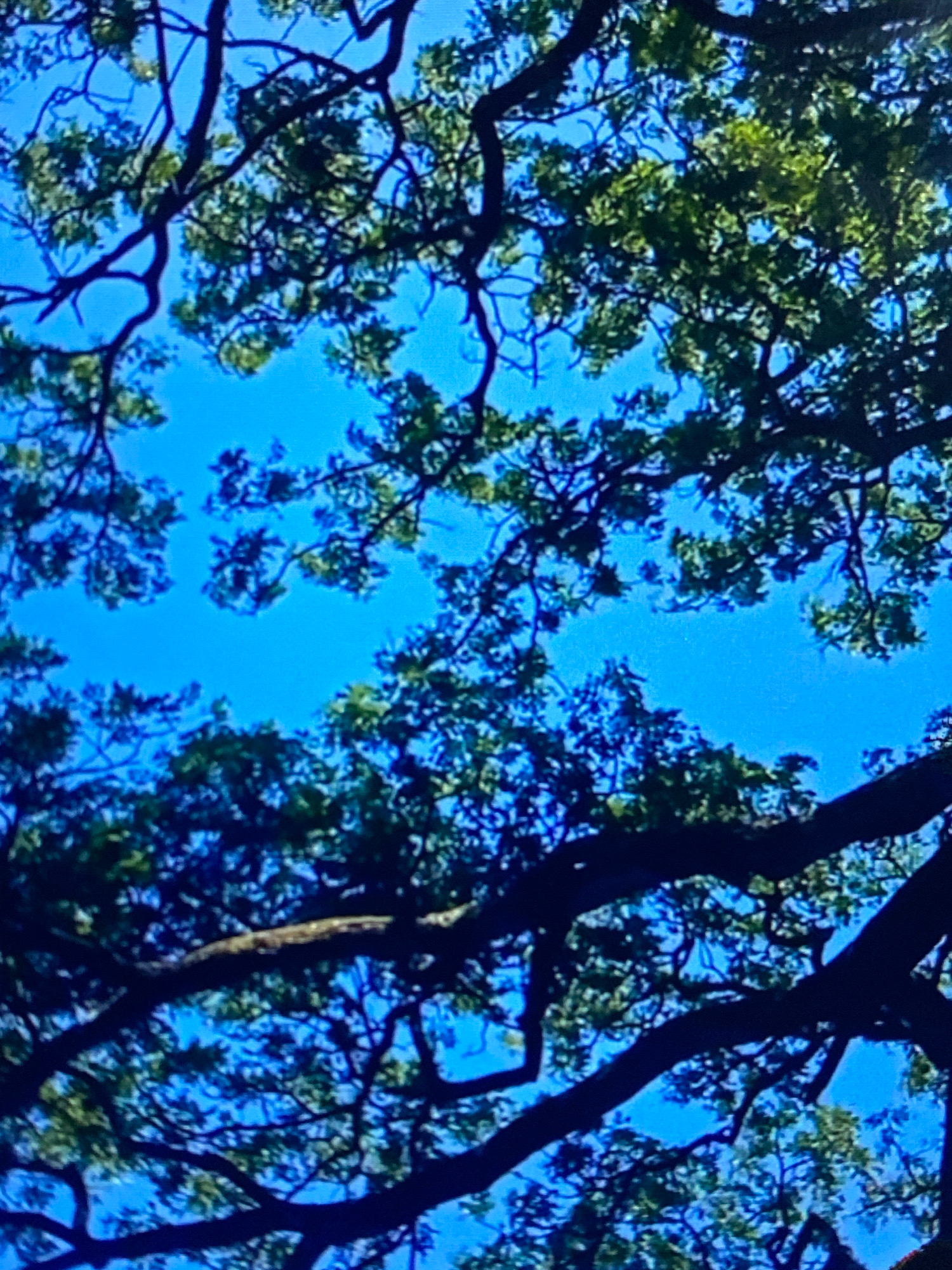 The image shows a view looking up through the branches of trees against a bright blue sky. The trees are dense with green foliage, and their dark branches create a complex silhouette against the sky. There are no people or any other identifiable objects in the scene. The lighting suggests it is daytime, likely sunny. The image appears to be a photograph taken from the ground, looking upwards. The location in Probolinggo, Indonesia is not discernible from the visual information in the image itself.