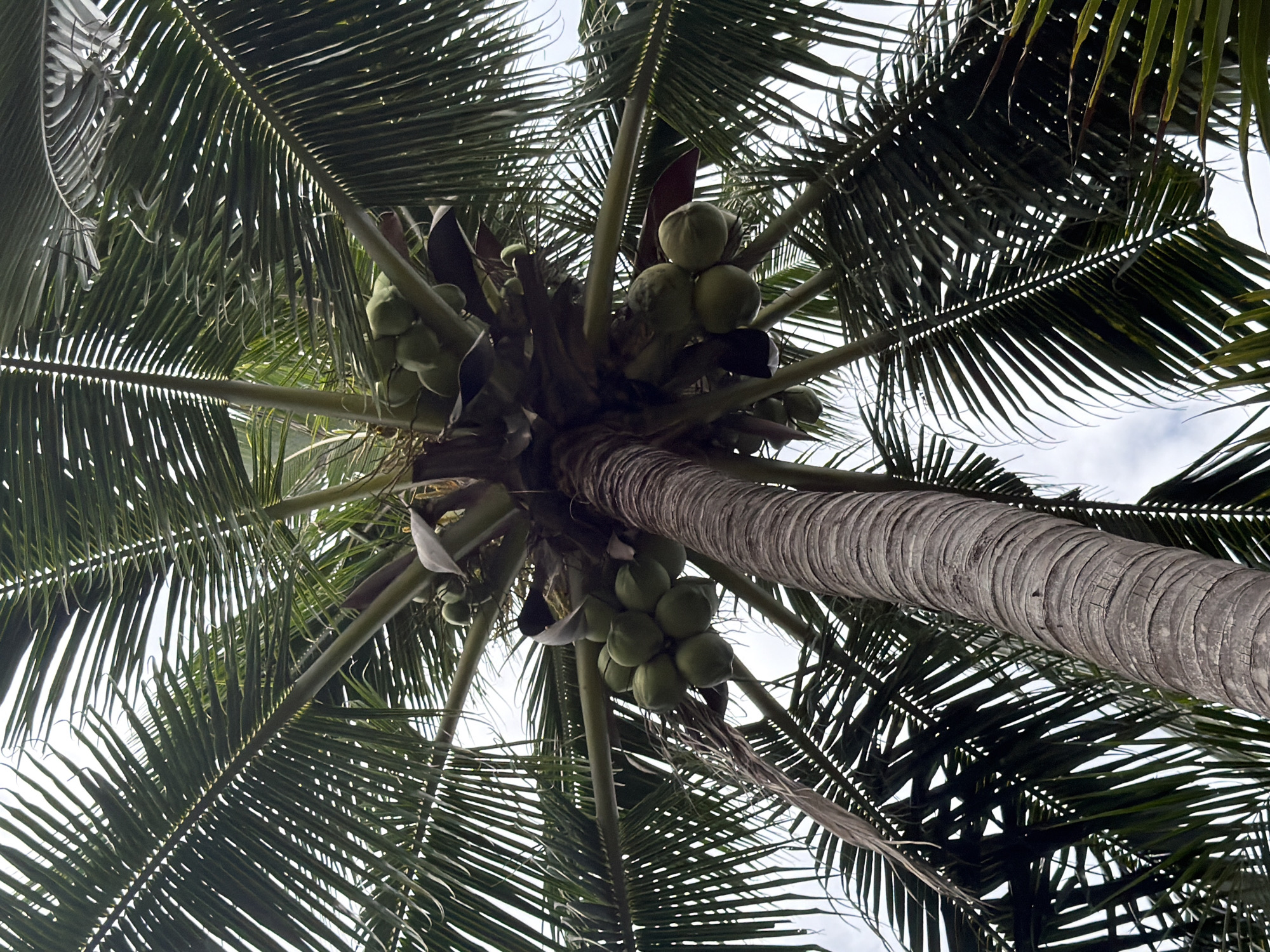 An upward-looking view captures the crown of a coconut palm tree against a bright, overcast sky. The thick, textured trunk, characterized by a greyish-brown, ringed surface, angles diagonally across the frame from lower right to upper left. Numerous large, green palm fronds fan out from the top of the trunk, their feathery leaflets creating intricate patterns of light and shadow as they are backlit by the sky.
Clusters of green, unripe coconuts are visible near the top of the trunk, nestled among the bases of the fronds. Several large bunches of coconuts can be seen, indicating a fruitful tree. The overall impression is one of natural abundance and tropical vegetation. No specific activity is taking place, and no people are visible. The image appears to be taken during the daytime under cloudy conditions. The location context for this image is Nam Nha Trang Ward, Vietnam. No visible text is present in the image.