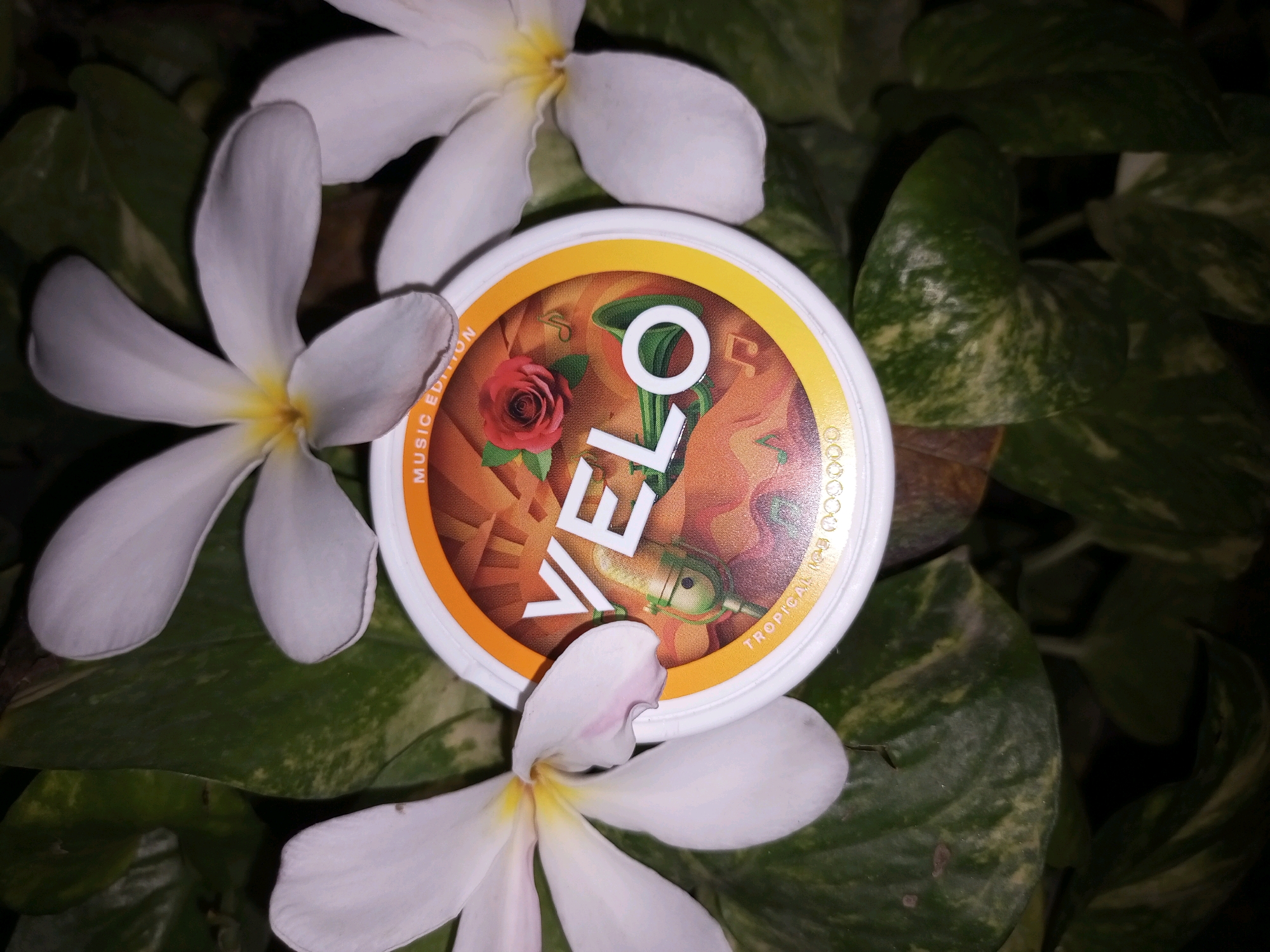 The image shows a close-up, top-down view of a white circular container with an orange and yellow design, branded as "VELO" and marked as "MUSIC EDITION TROPICAL ICE". The container is positioned on a bed of green leaves and white flowers, likely Plumeria. The lighting is low, creating shadows and highlighting the textures of the leaves and petals. The image does not contain any specific landmarks or identifiable features that would allow for its location to be determined within the city of Pakpattan, Pakistan, or any other city.