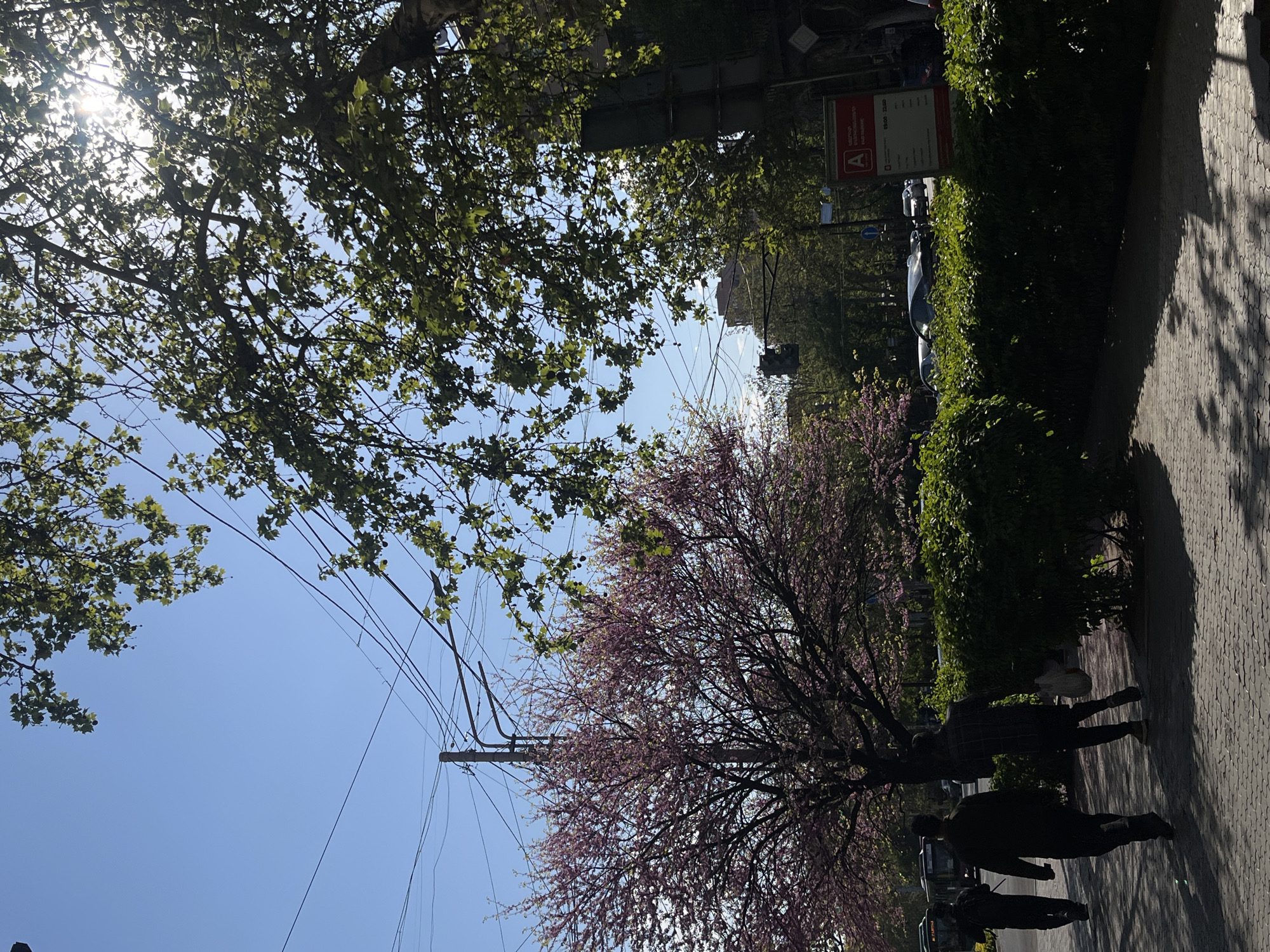 The image captures a vibrant urban street scene in Yerevan, Armenia, on a bright, sunny day, likely during late morning or early afternoon in springtime. The perspective is looking upwards and slightly along a sidewalk.
In the foreground, a paved sidewalk with geometric interlocking pavers stretches from the lower right towards the middle, illuminated by patches of sunlight and dappled shadows cast by overhead trees. Three people, rendered as dark silhouettes against the bright backdrop, walk along this sidewalk. One appears to be an adult, another a taller individual, and the third a small child or pet. To their left, a large flowering tree with abundant pink or purple blossoms, characteristic of a Redbud tree, dominates the mid-ground.
Behind the hedge and trees, the street is partially visible, with parked cars suggesting urban activity. A dark green hedge runs along the edge of the sidewalk, separating it from the street. Above the hedge, a red rectangular sign with white text and a prominent white 'A' logo is visible. The text appears to be in Armenian, displaying "ԺԱՄԱՆԱԿ" (Time) and hours "09:00 - 22:00," along with other illegible information, possibly indicating a business or public service.
The upper left and top of the image are filled with the lush green leaves of another tree, likely a large deciduous tree like a plane tree, through which bright sunlight streams, creating lens flare and highlighting the fresh spring foliage. A clear blue sky forms the backdrop, crisscrossed by numerous utility wires and poles, further reinforcing the urban setting. The overall impression is one of a pleasant, lively day in the city.