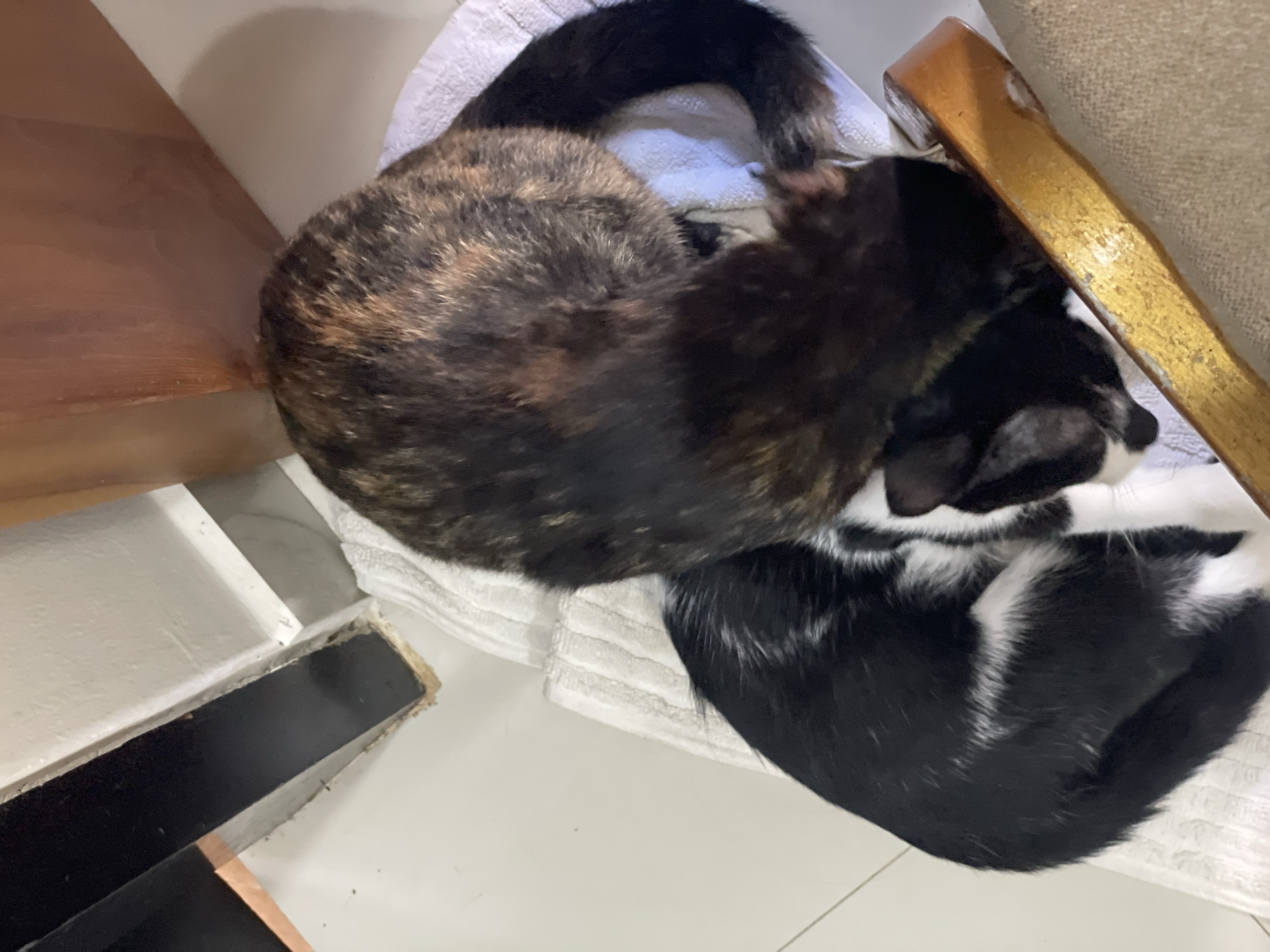 Two cats are resting on a white towel. One cat is black and white, curled up on the left. The other cat is tortoiseshell and is curled up on the right, partially covering the black and white cat. The cats appear to be indoors, near a wooden piece of furniture and a white wall. The image is taken from a high angle.