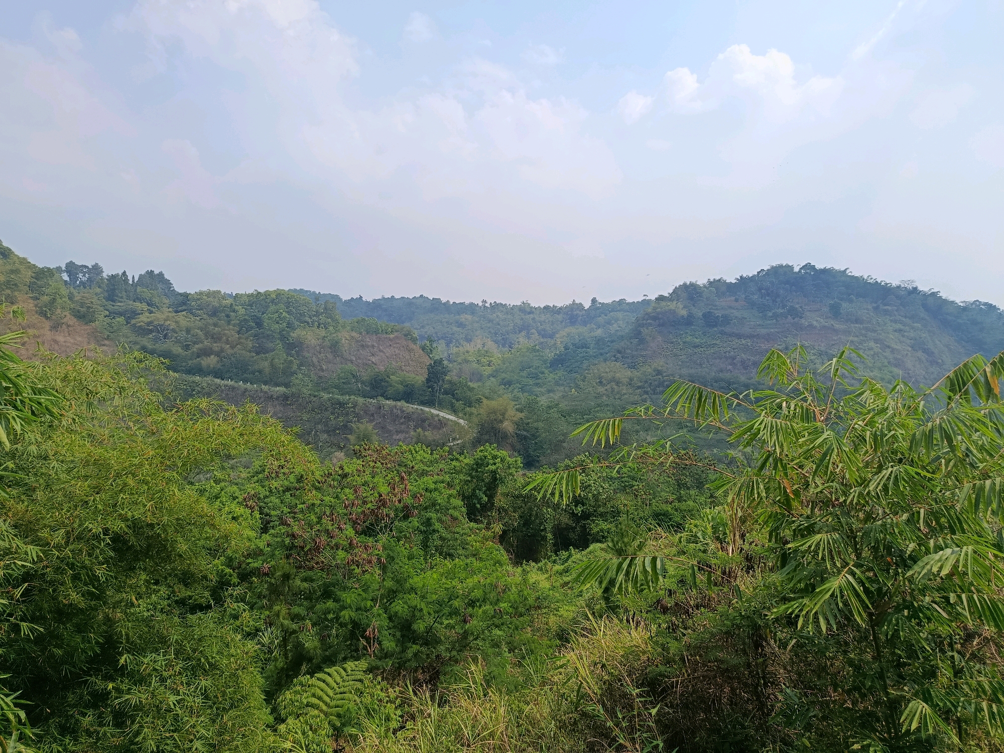 The image depicts a lush, hilly landscape in Megamendung, Indonesia, characterized by dense vegetation and a winding road visible in the mid-ground. The foreground is dominated by various types of green foliage, including bamboo trees with their distinct long, slender leaves and a large fern. Behind this, rolling hills covered in trees and some terraced areas stretch into the distance. The sky is partly cloudy, with a light haze obscuring the far horizon. There are no people or animals visible in the scene. The overall impression is one of a natural, somewhat untamed environment.