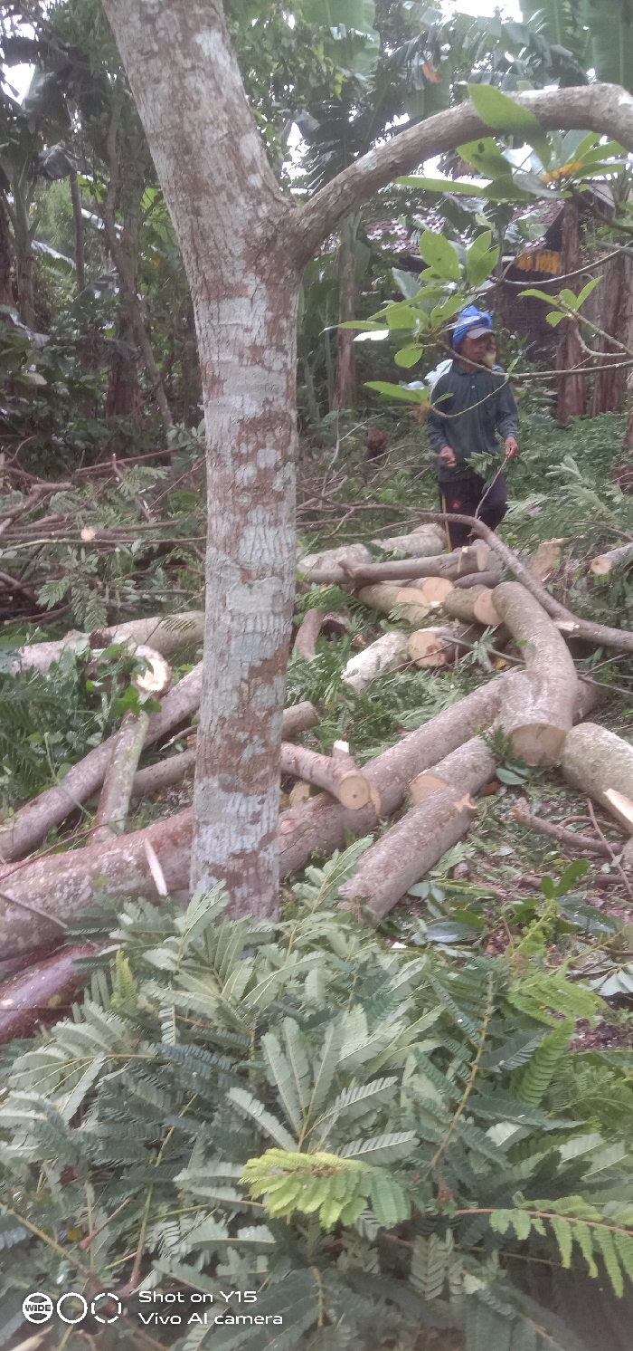The image displays a scene of recent tree felling in Ranugedang, Indonesia. A prominent, light-barked tree trunk, approximately 30-40 centimeters in diameter, stands vertically in the left-center of the frame, showing textured grey and light brown bark. The ground is extensively covered with freshly cut logs and branches of various lengths and diameters (estimated 10-30 cm), scattered haphazardly. Numerous piles of green foliage, primarily characterized by pinnately compound leaves, are also strewn across the ground, especially in the foreground.
In the background, right of the central tree, a single individual is visible. This person is wearing a dark long-sleeved shirt, dark trousers, and a blue head covering, possibly a cap or wrapped cloth. They are seen walking towards the right side of the frame, amidst the cut timber and foliage, holding a bundle of green leaves in their left hand. Further in the background, dense tropical vegetation is present, including tall, large-leafed plants. A small, rustic structure with a dark, sloped roof is partially discernible through the foliage in the upper right background. The scene is illuminated by diffused light, suggesting an overcast sky or a heavily shaded area.