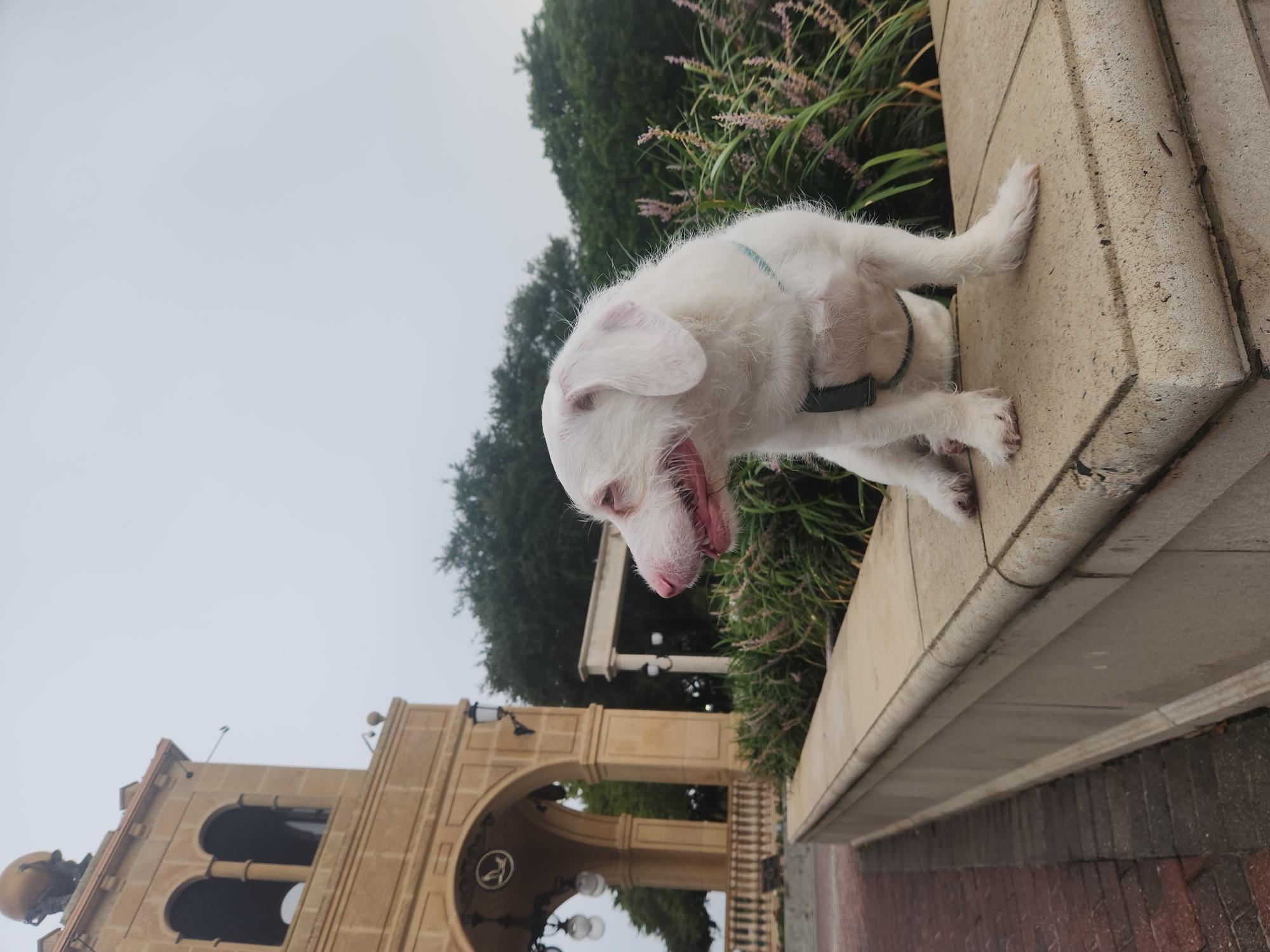 A young, white, scruffy dog with pink accents on its nose and ears sits on a beige stone ledge. The dog is looking to the right, with its mouth slightly open and tongue visible. It wears a dark green harness with a thin light blue strap around its neck. Behind the dog, to the left, is a portion of a light brown building with arched openings and decorative elements. Green trees and foliage form the background under a pale, overcast sky. The foreground shows a brick walkway to the left of the stone ledge. The scene appears to be outdoors in a public space, potentially a park or plaza, in Altamonte Springs, Florida, United States of America.