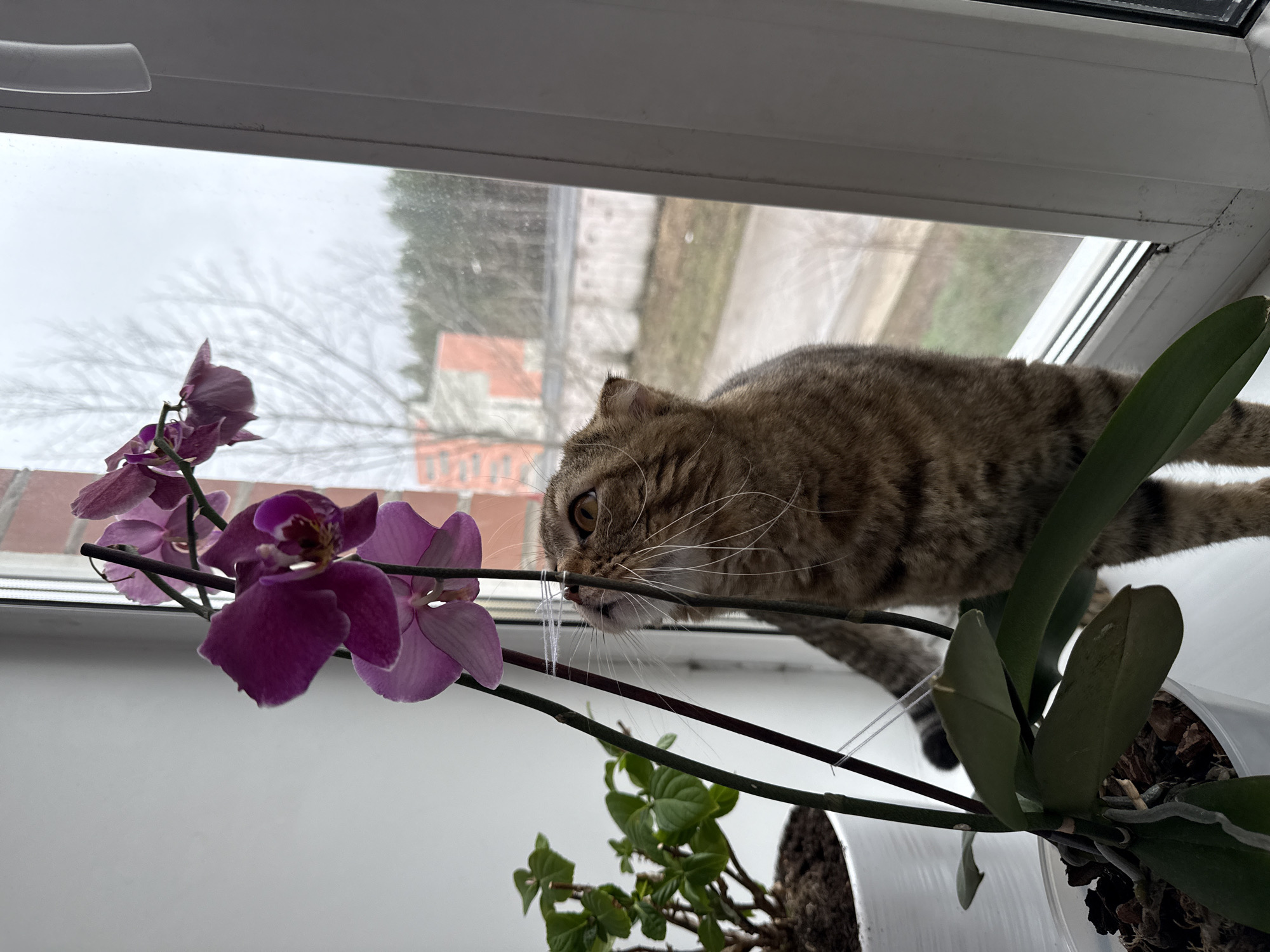 A tabby cat is perched on a windowsill next to a blooming orchid plant with vibrant purple flowers. The cat appears to be sniffing or examining the flowers, its whiskers close to the orchid's stem. The windowsill has a white frame, and through the window, an indistinct outdoor scene is visible, showing a building and bare trees on an overcast day. The bottom of the image reveals another small potted plant and part of the orchid’s pot. The location is Unknown, Unknown.